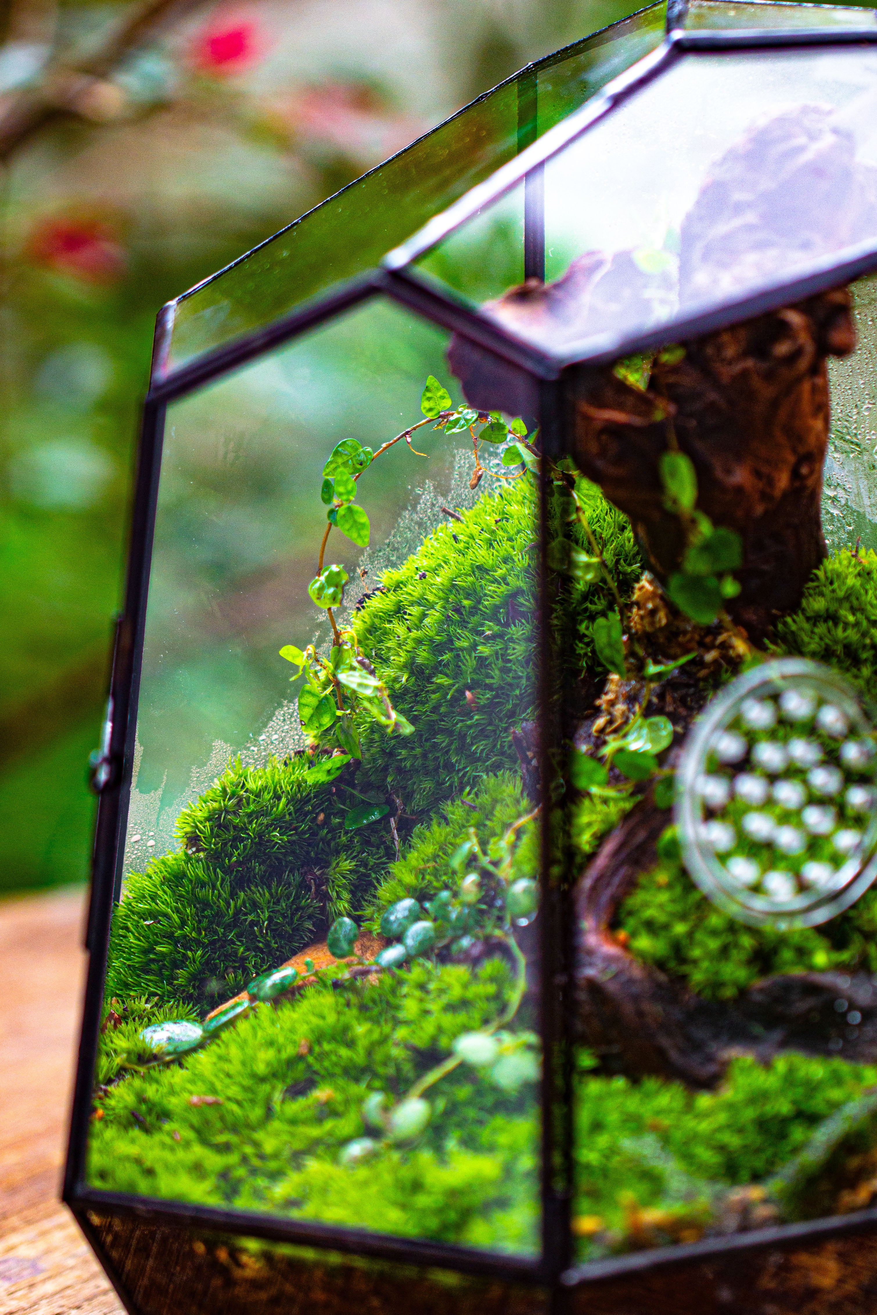 NCYP Close Geometric Tin Glass Terrarium with Door, Vent, Insect Bug Terrarium - NCYPgarden