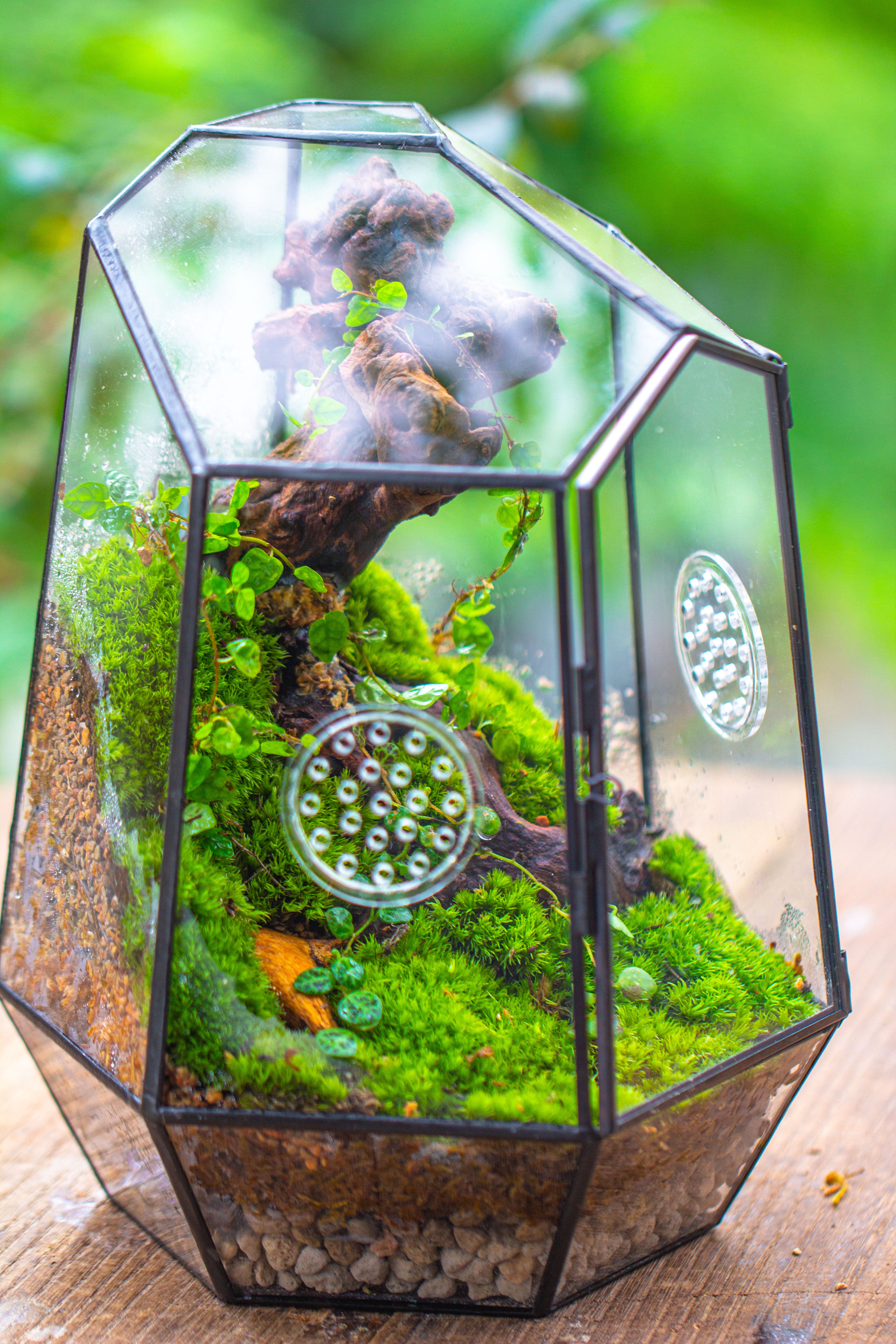 NCYP Close Geometric Tin Glass Terrarium with Door, Vent, Insect Bug Terrarium - NCYPgarden