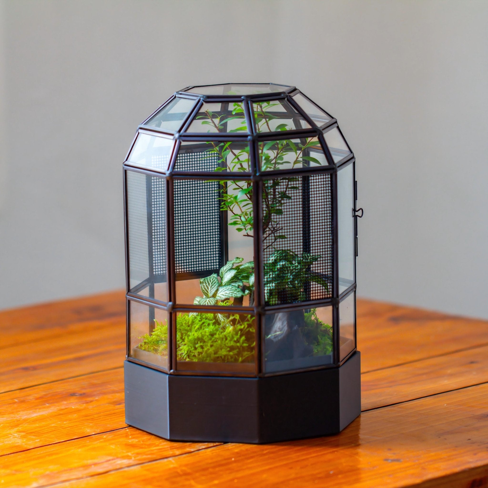 10" Tall Black Dome Glass Insect Bioactive Terrarium with Vent and Water-Holding Base and Door - NCYPgarden