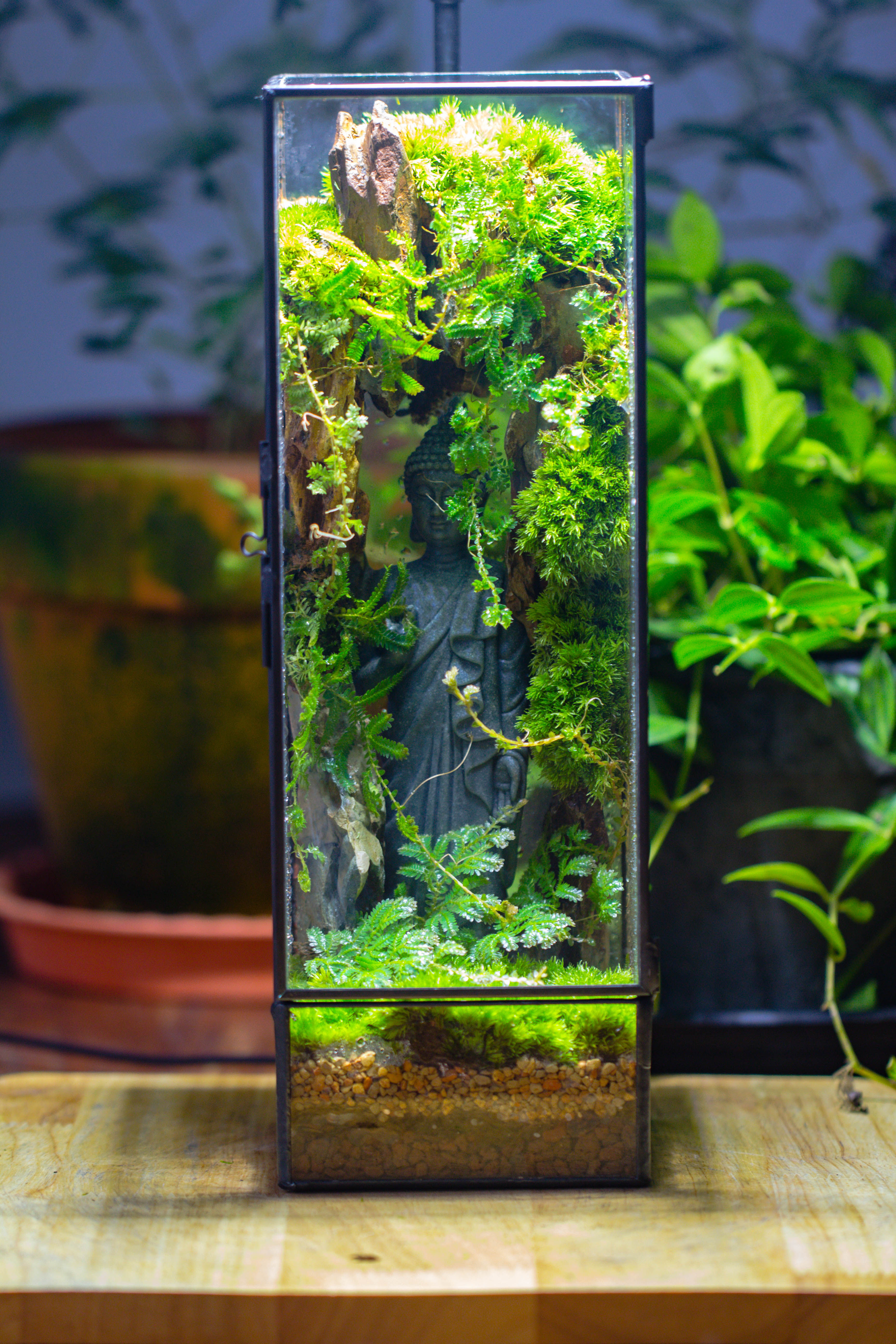 NCYP Close 11.8" Tall Geometric Glass Terrarium with Door DIY set, with Buddha, Dragon rocks, Planting Materials - NCYPgarden