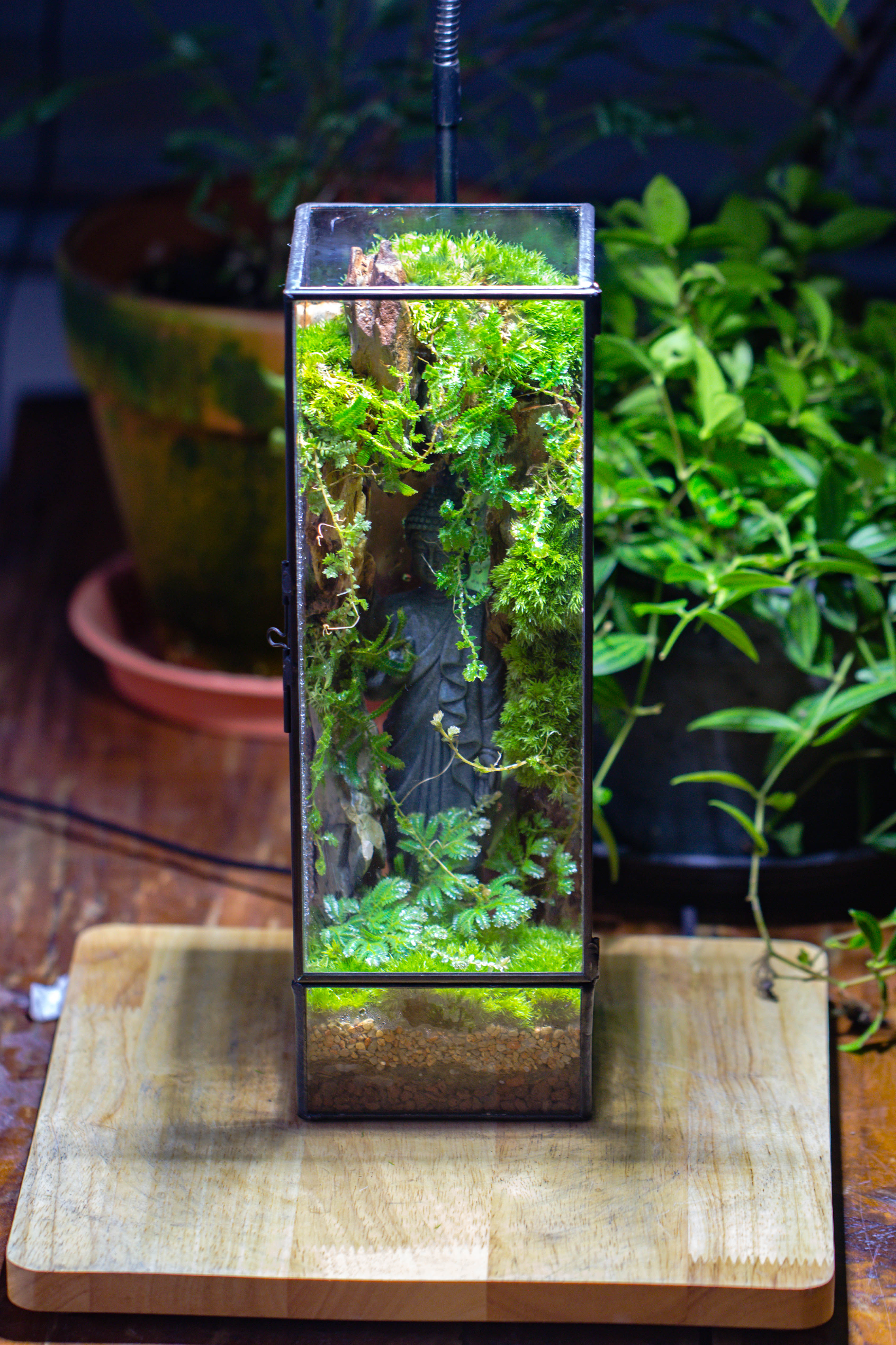 NCYP Close 11.8" Tall Geometric Glass Terrarium with Door DIY set, with Buddha, Dragon rocks, Planting Materials - NCYPgarden