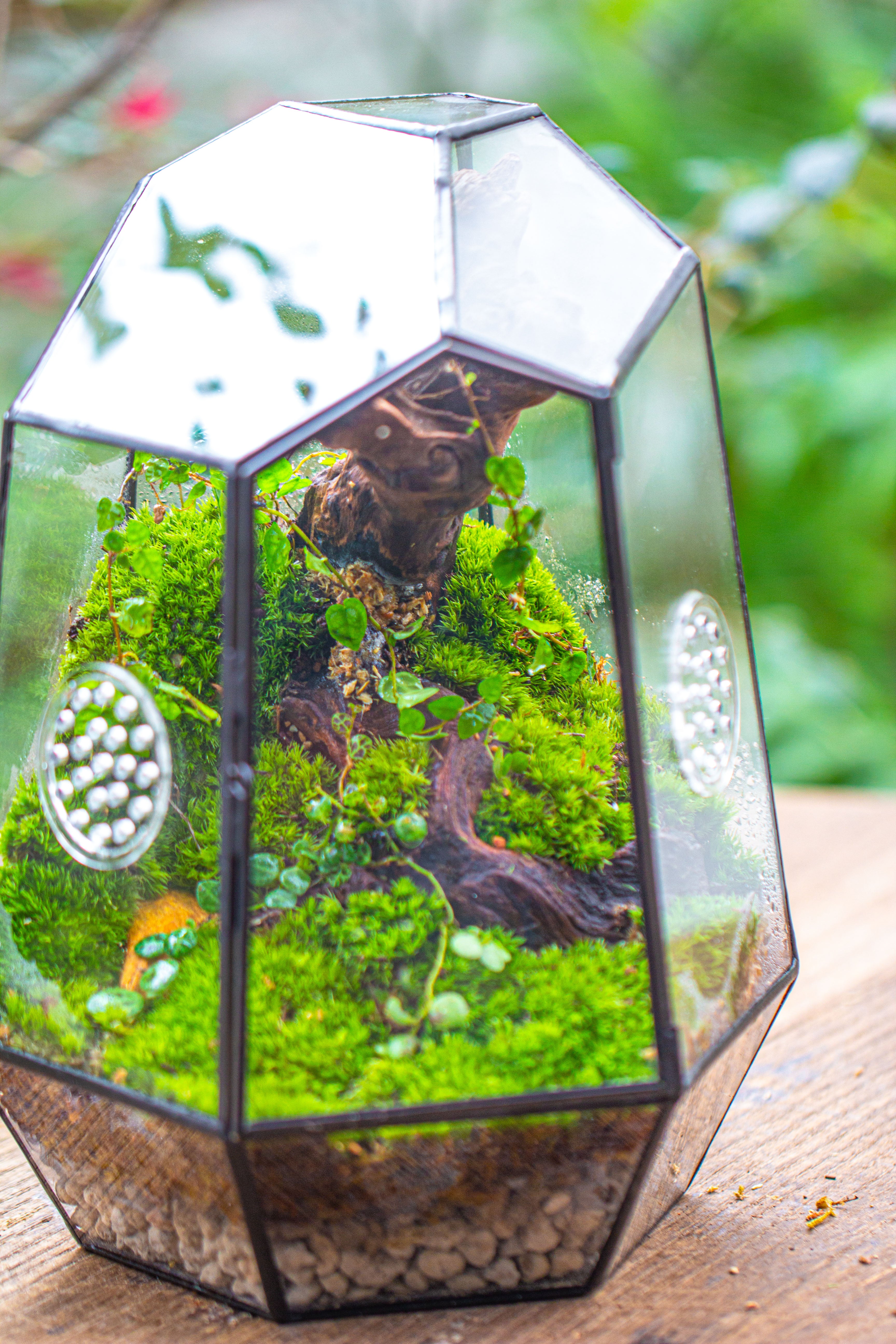 NCYP Close Geometric Tin Glass Terrarium with Door, Vent, Insect Bug Terrarium - NCYPgarden