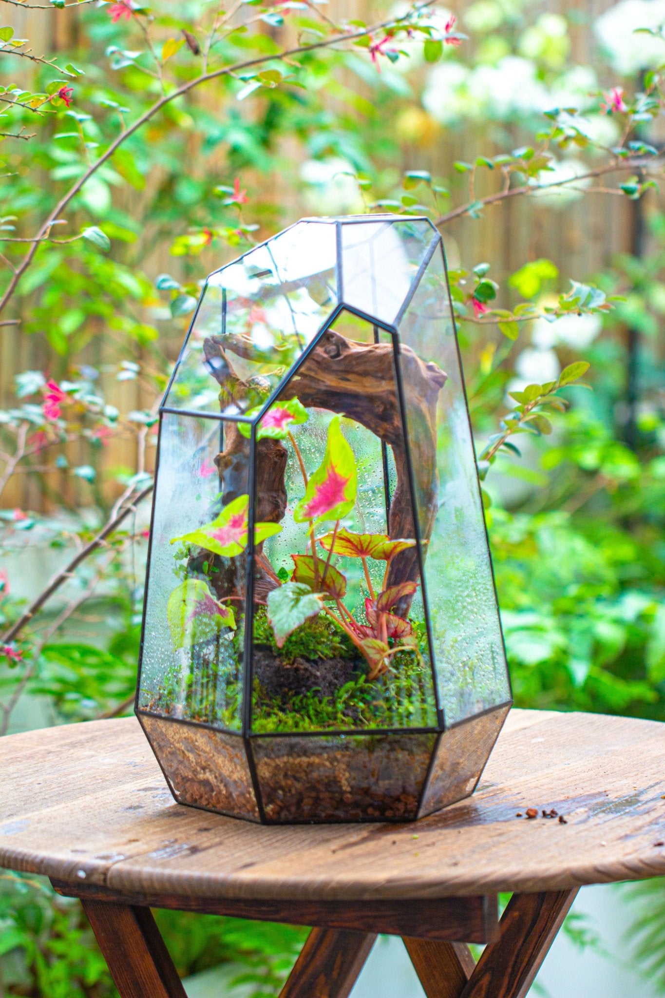 plant glass terrarium 16.1" Large Irregular Geometric Glass Terrarium, Close, Tin soldered, for moss, tropical plants, micro landscape PG01B4