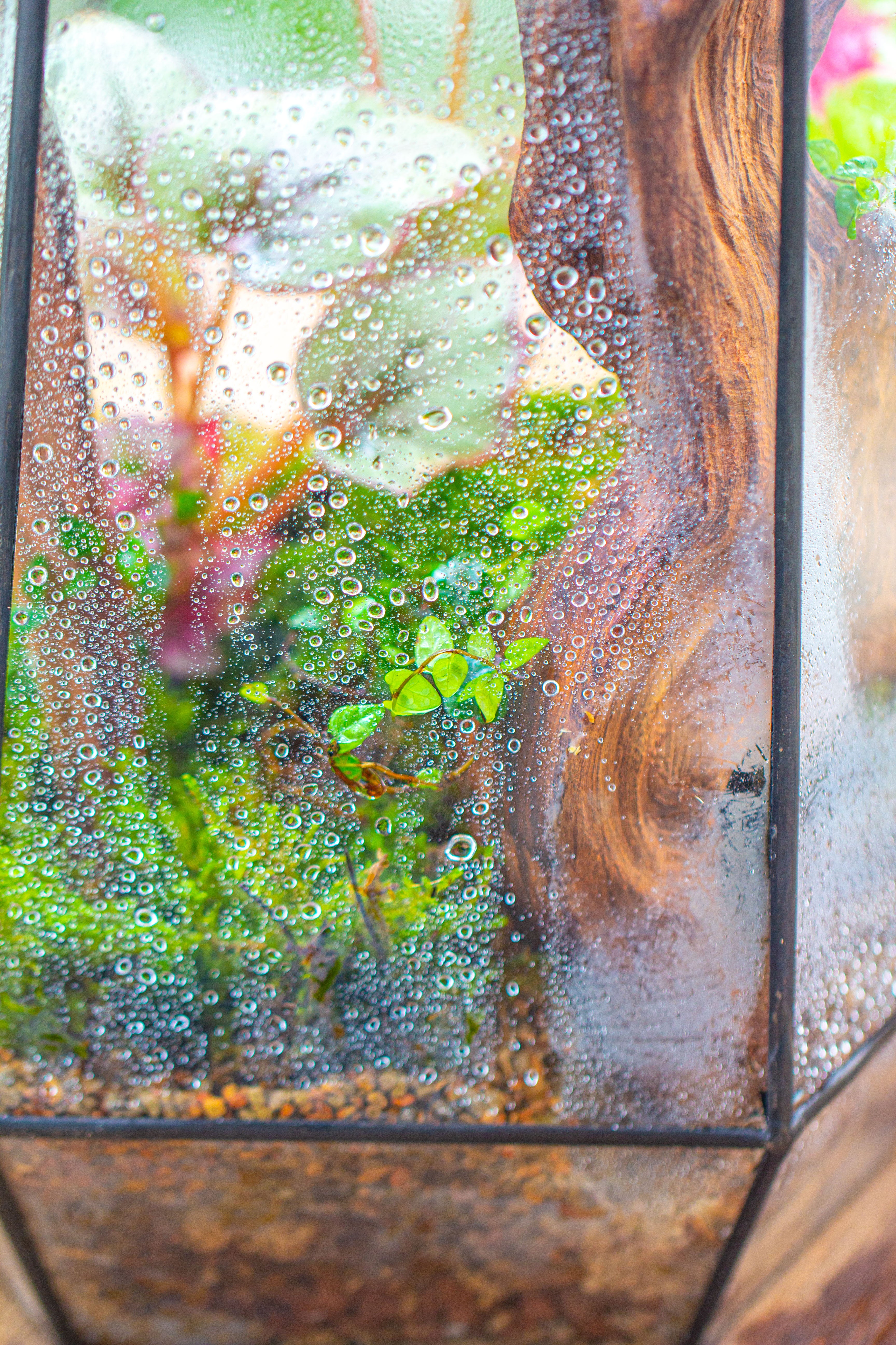 16.1" Large Irregular Geometric Glass Terrarium, Close, Tin soldered, for moss, tropical plants, micro landscape - NCYPgarden