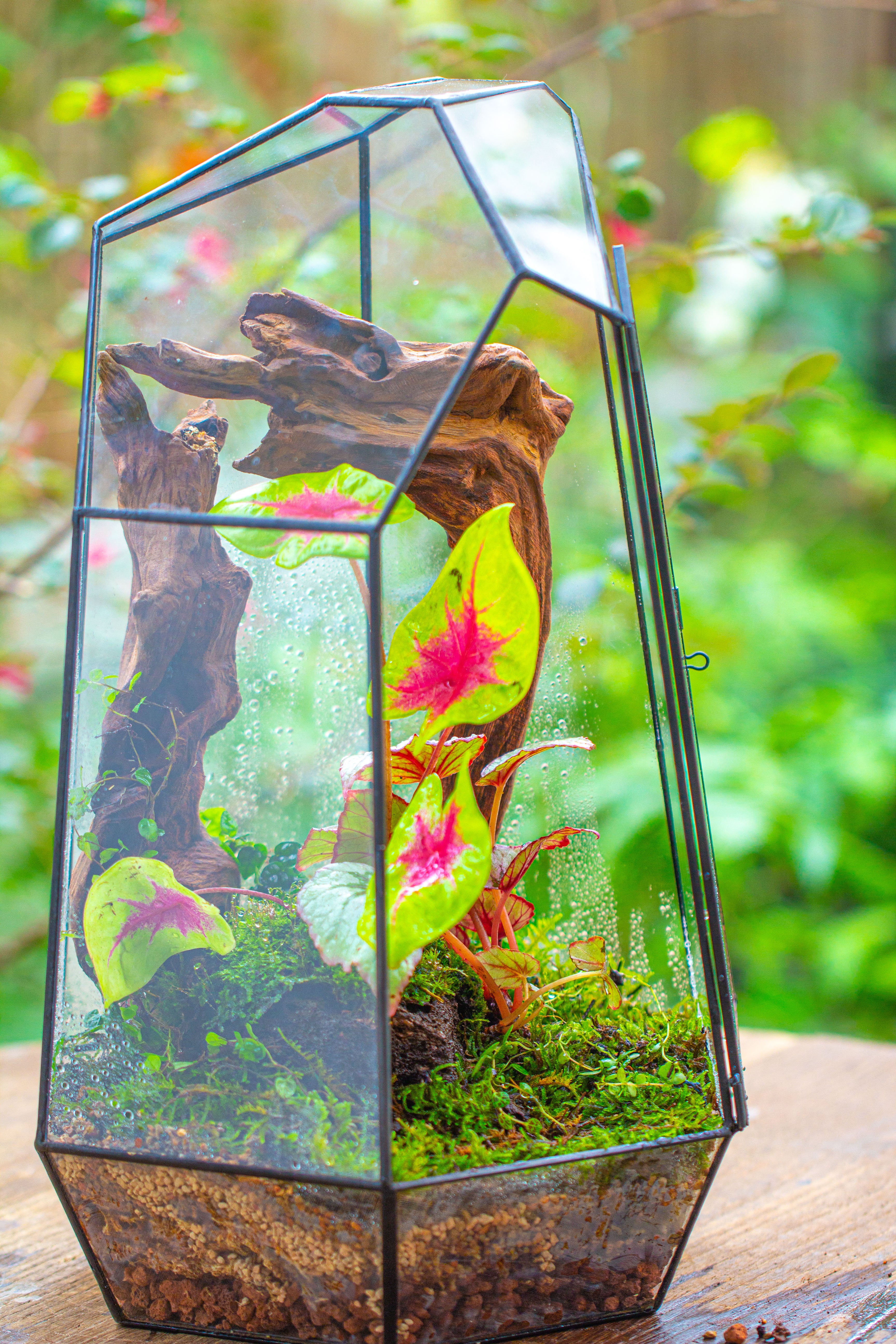 16.1" Large Irregular Geometric Glass Terrarium, Close, Tin soldered, for moss, tropical plants, micro landscape - NCYPgarden