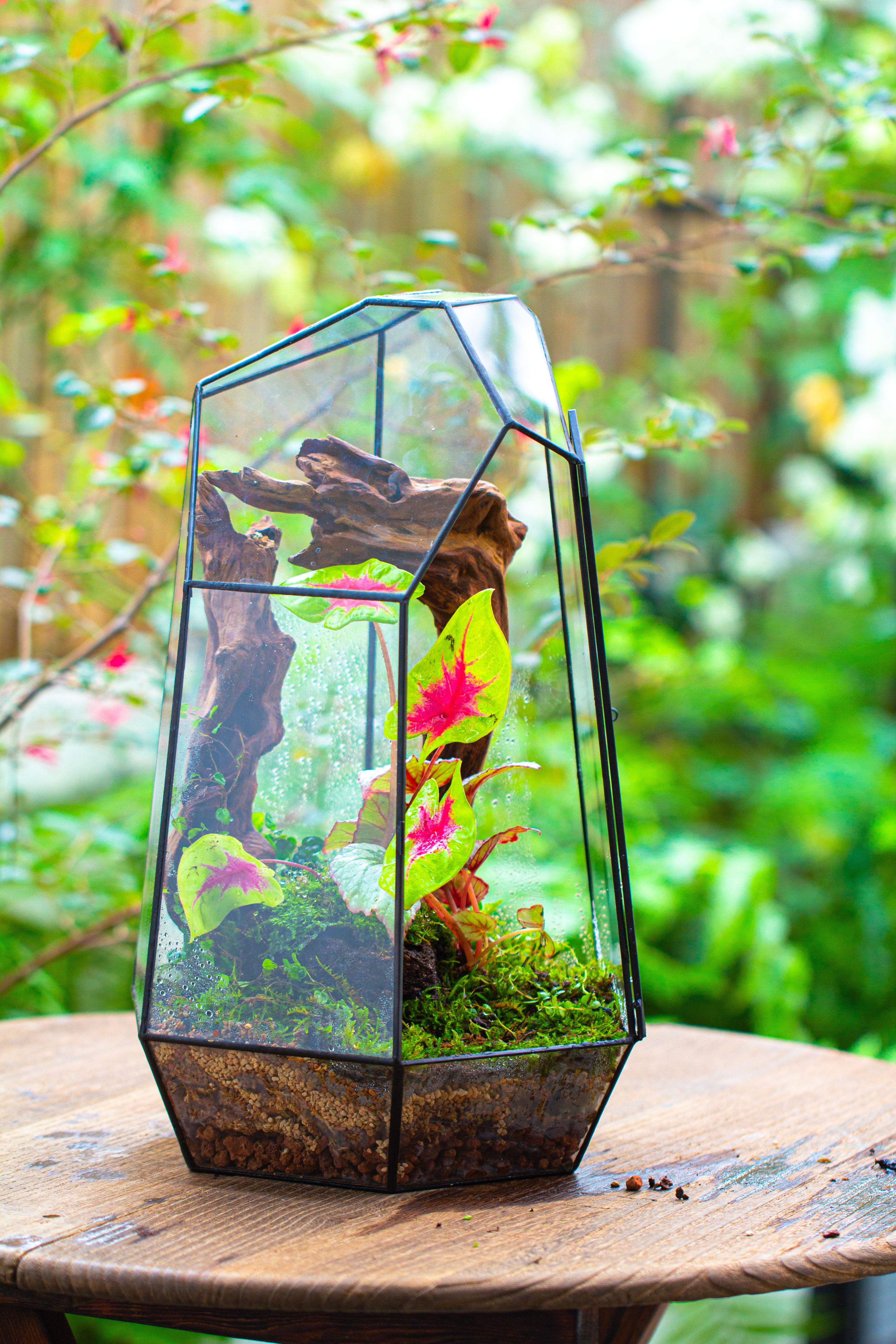 16.1" Large Irregular Geometric Glass Terrarium, Close, Tin soldered, for moss, tropical plants, micro landscape - NCYPgarden