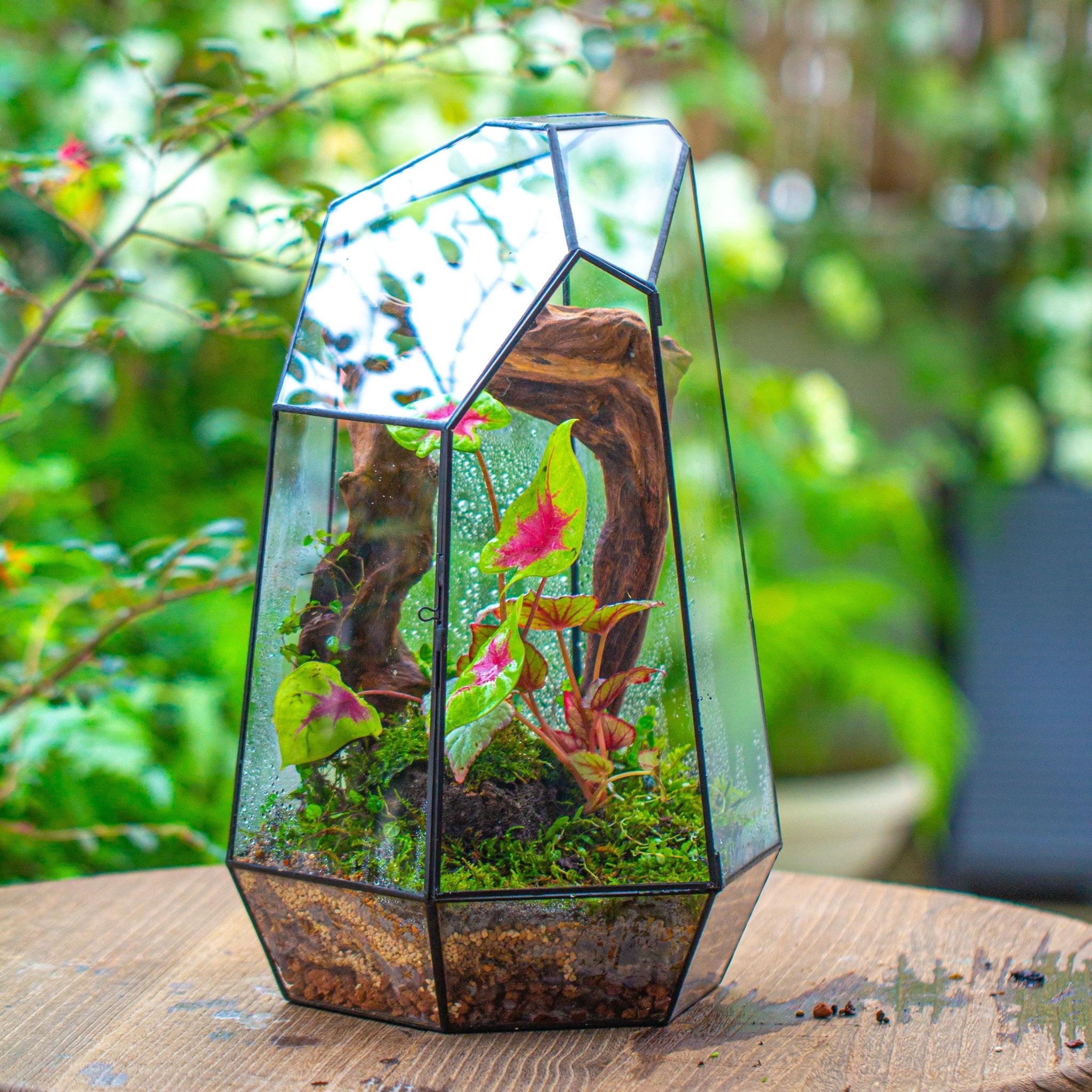micro mini terrarium plants 16.1" Large Irregular Geometric Glass Terrarium, Close, Tin soldered, for moss, tropical plants, micro landscape PG01B4
