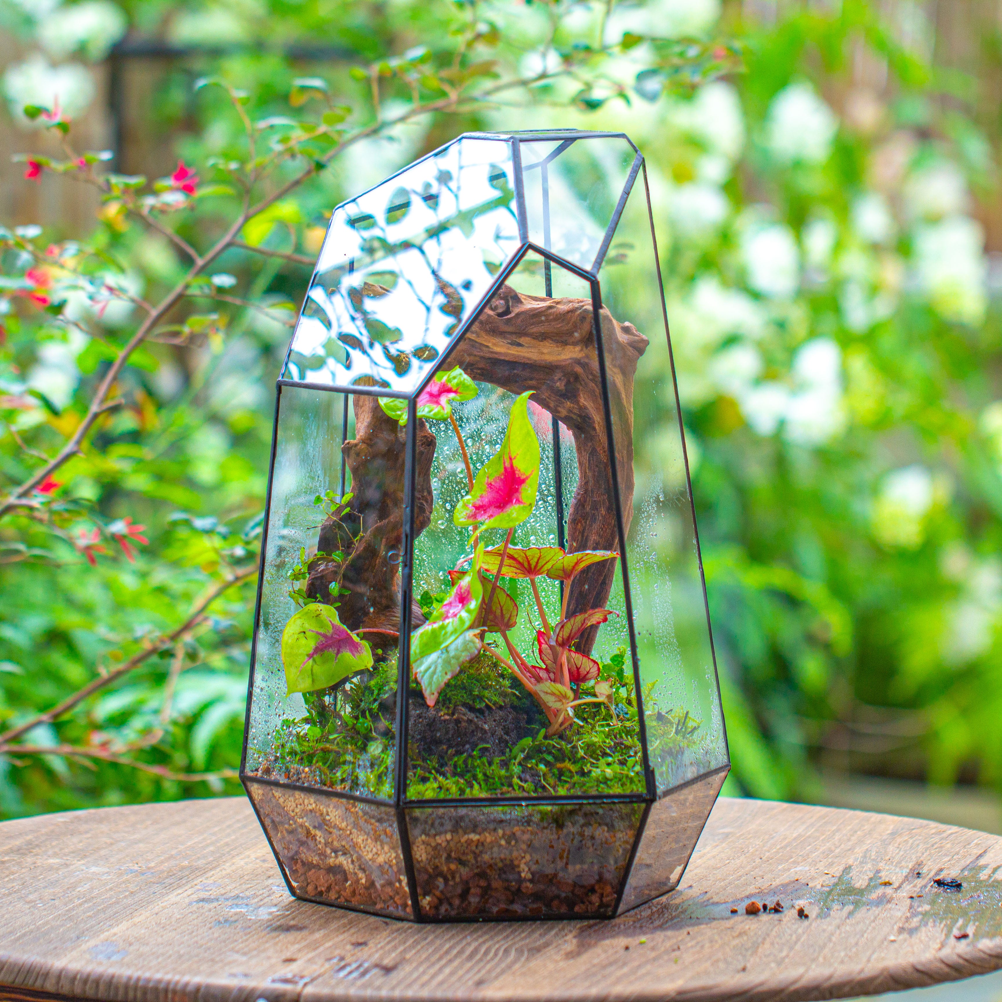 16.1" Large Irregular Geometric Glass Terrarium, Close, Tin soldered, for moss, tropical plants, micro landscape - NCYPgarden