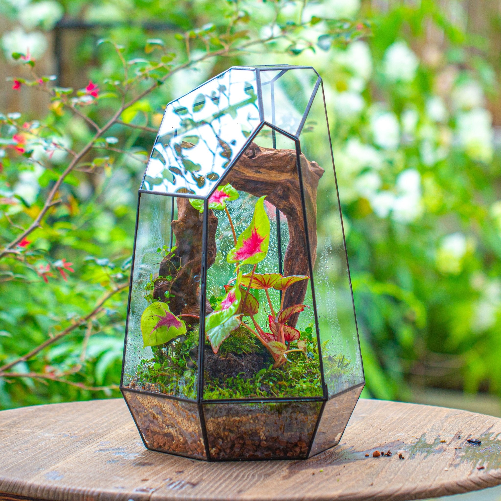 buy closed terrarium plants 16.1" Large Irregular Geometric Glass Terrarium, Close, Tin soldered, for moss, tropical plants, micro landscape PG01B4
