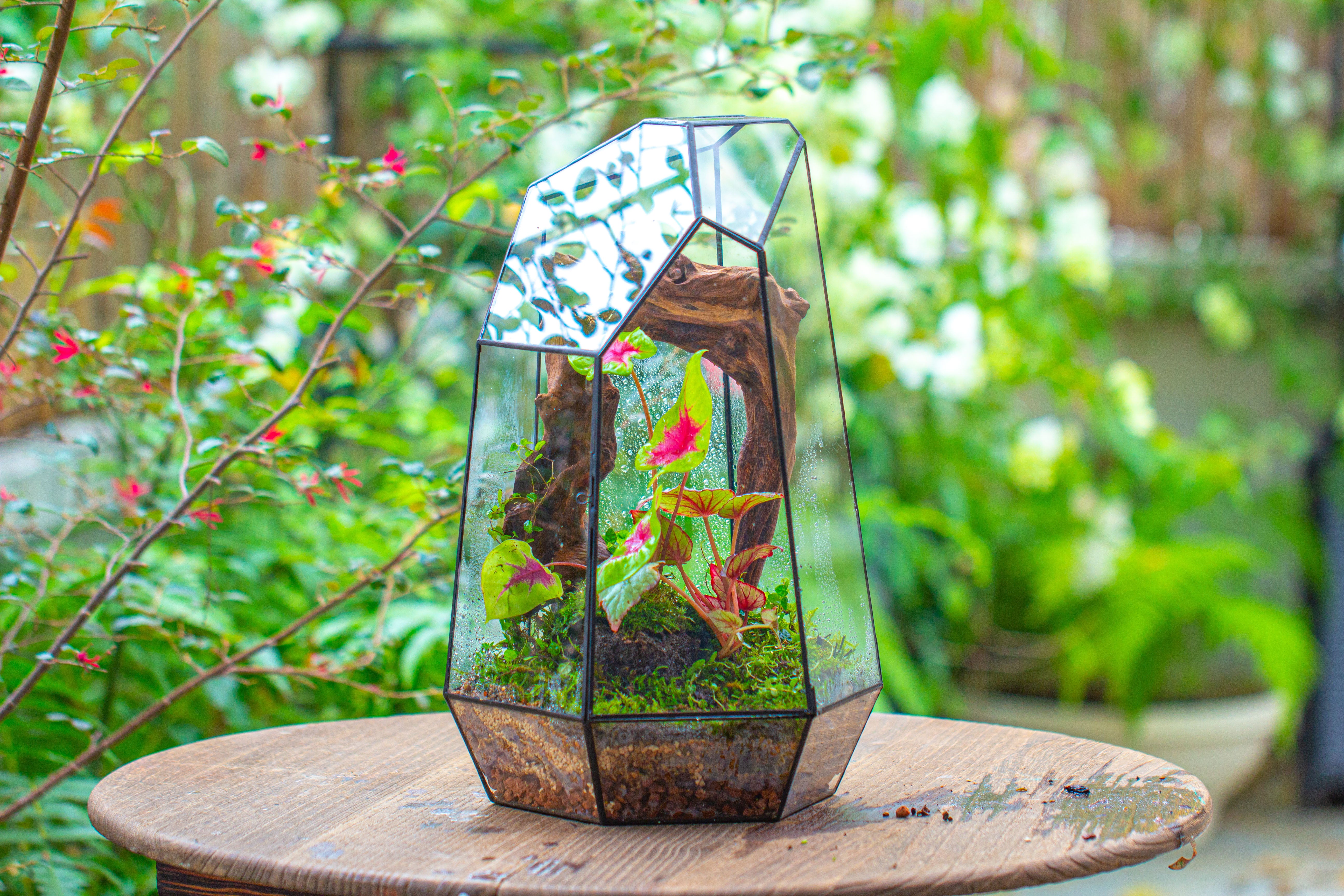 16.1" Large Irregular Geometric Glass Terrarium, Close, Tin soldered, for moss, tropical plants, micro landscape - NCYPgarden
