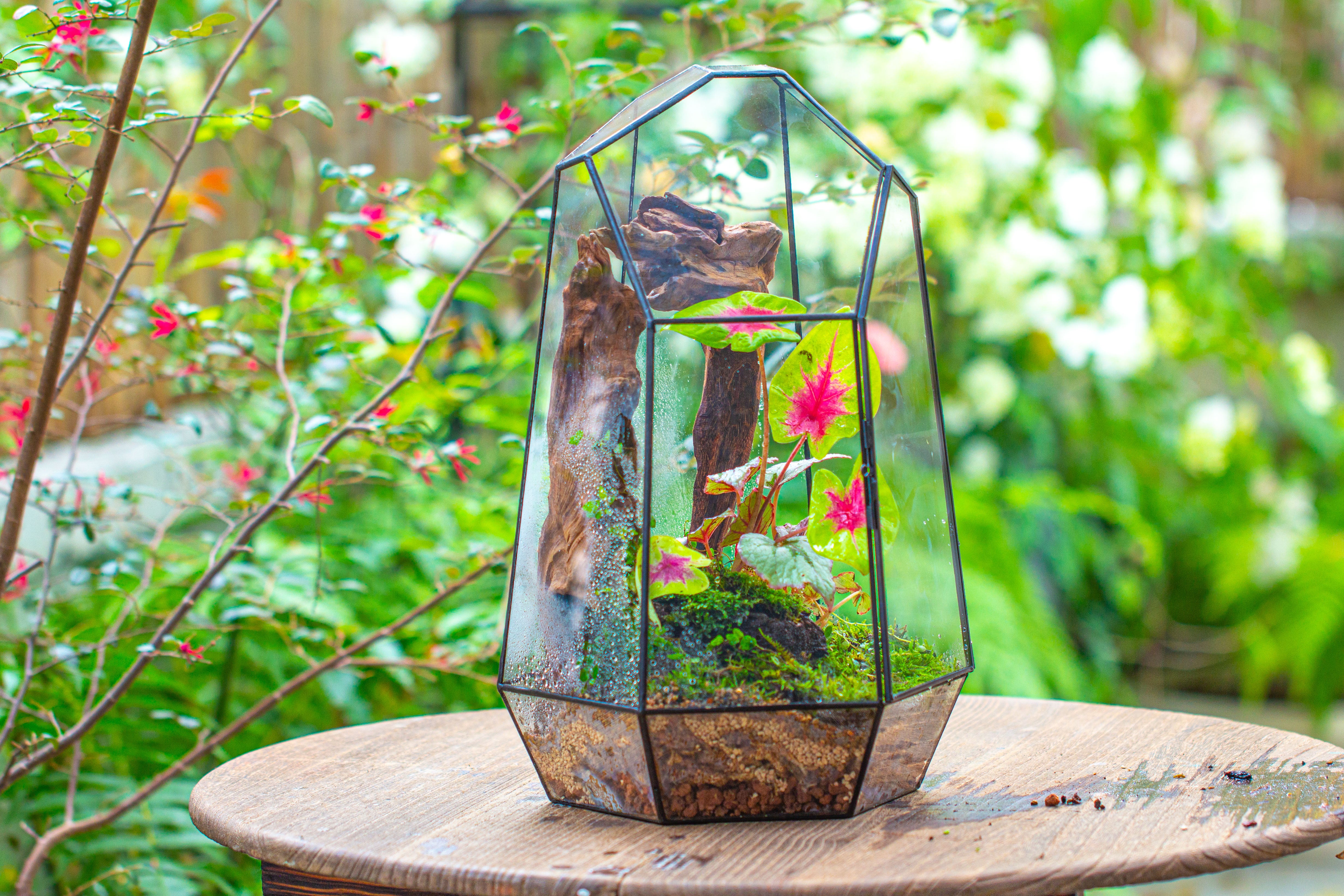 Handmade 41cm / 16" Tall Irregular Open Glass Geometric Terrarium Box for Succulent Moss  Airplants - NCYPgarden