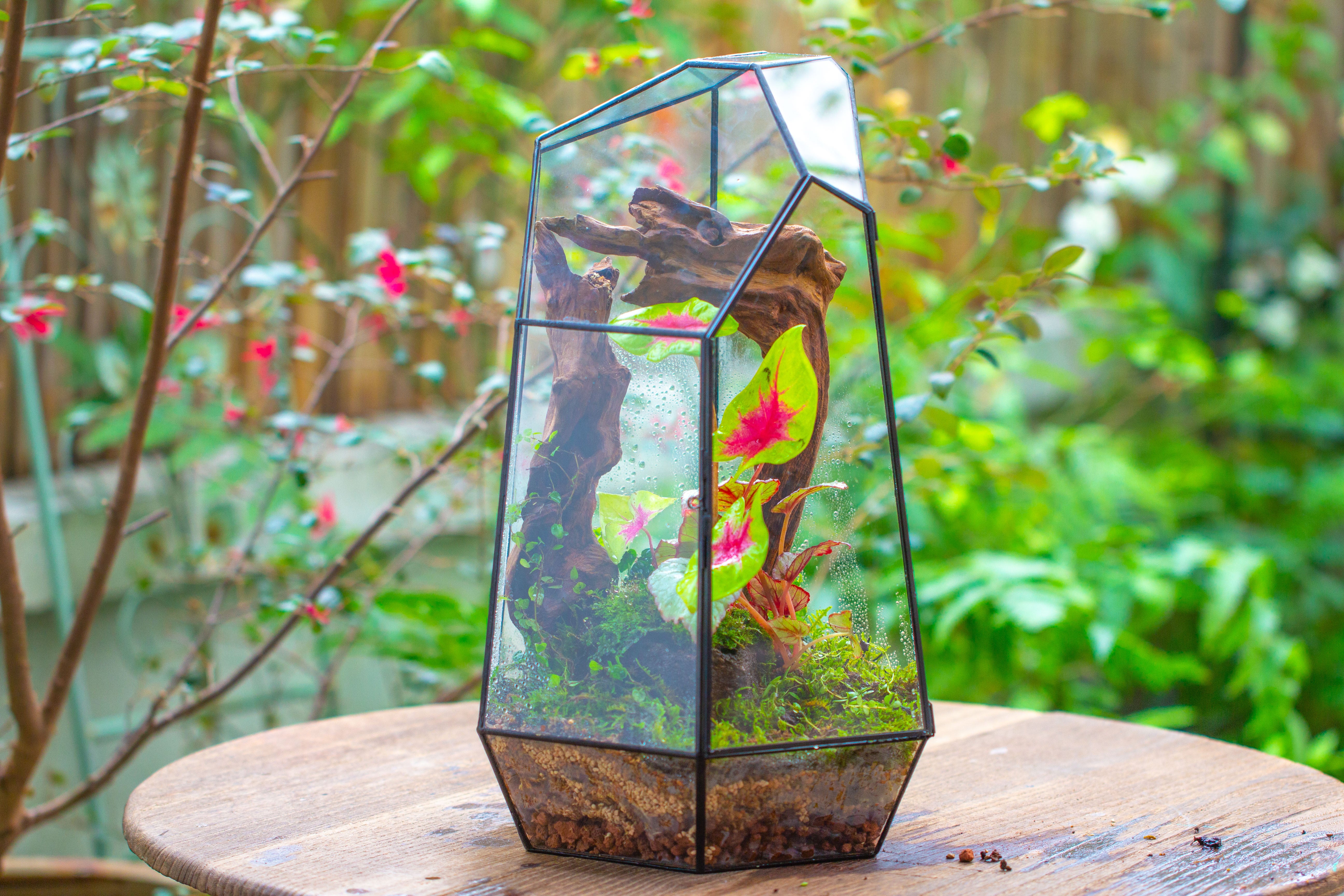 16.1" Large Irregular Geometric Glass Terrarium, Close, Tin soldered, for moss, tropical plants, micro landscape - NCYPgarden