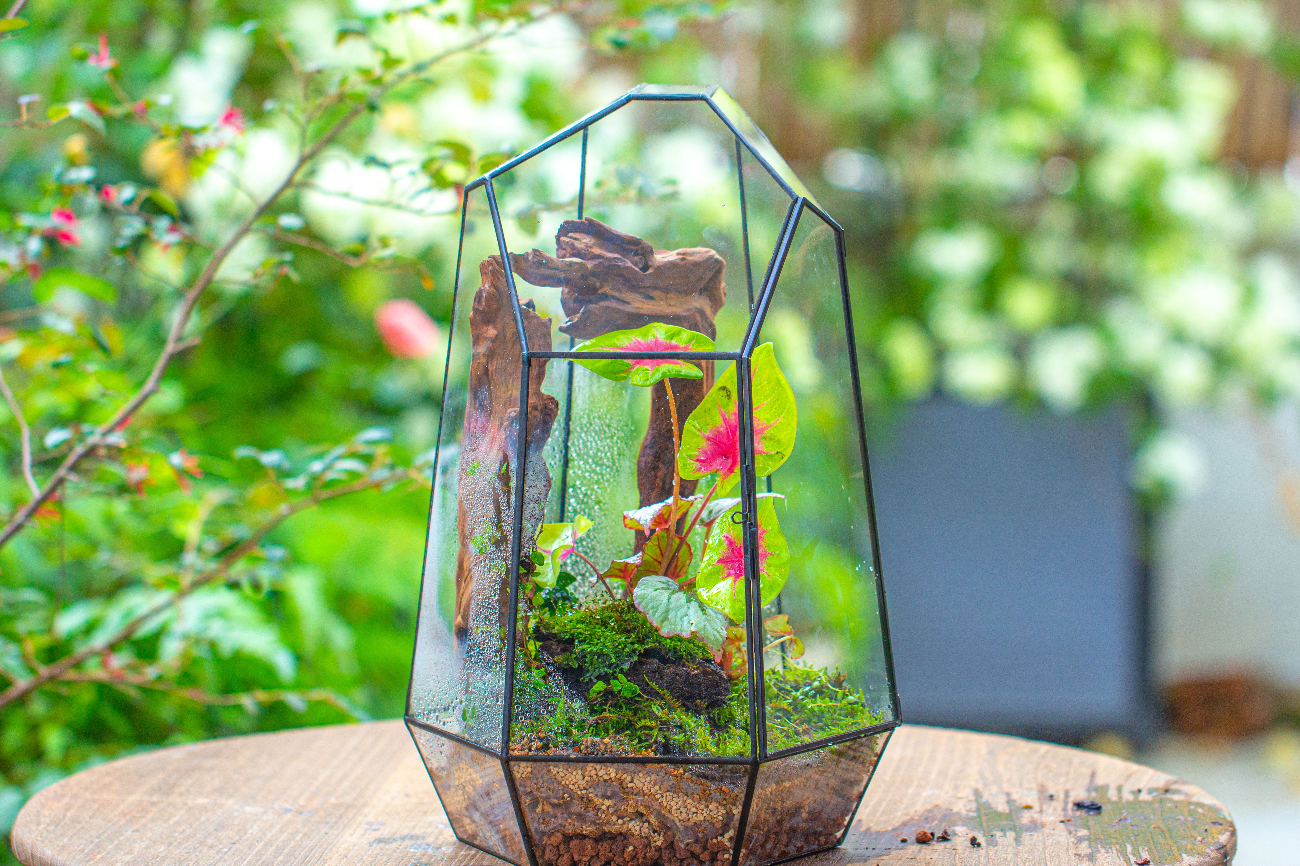16.1" Large Irregular Geometric Glass Terrarium, Close, Tin soldered, for moss, tropical plants, micro landscape - NCYPgarden