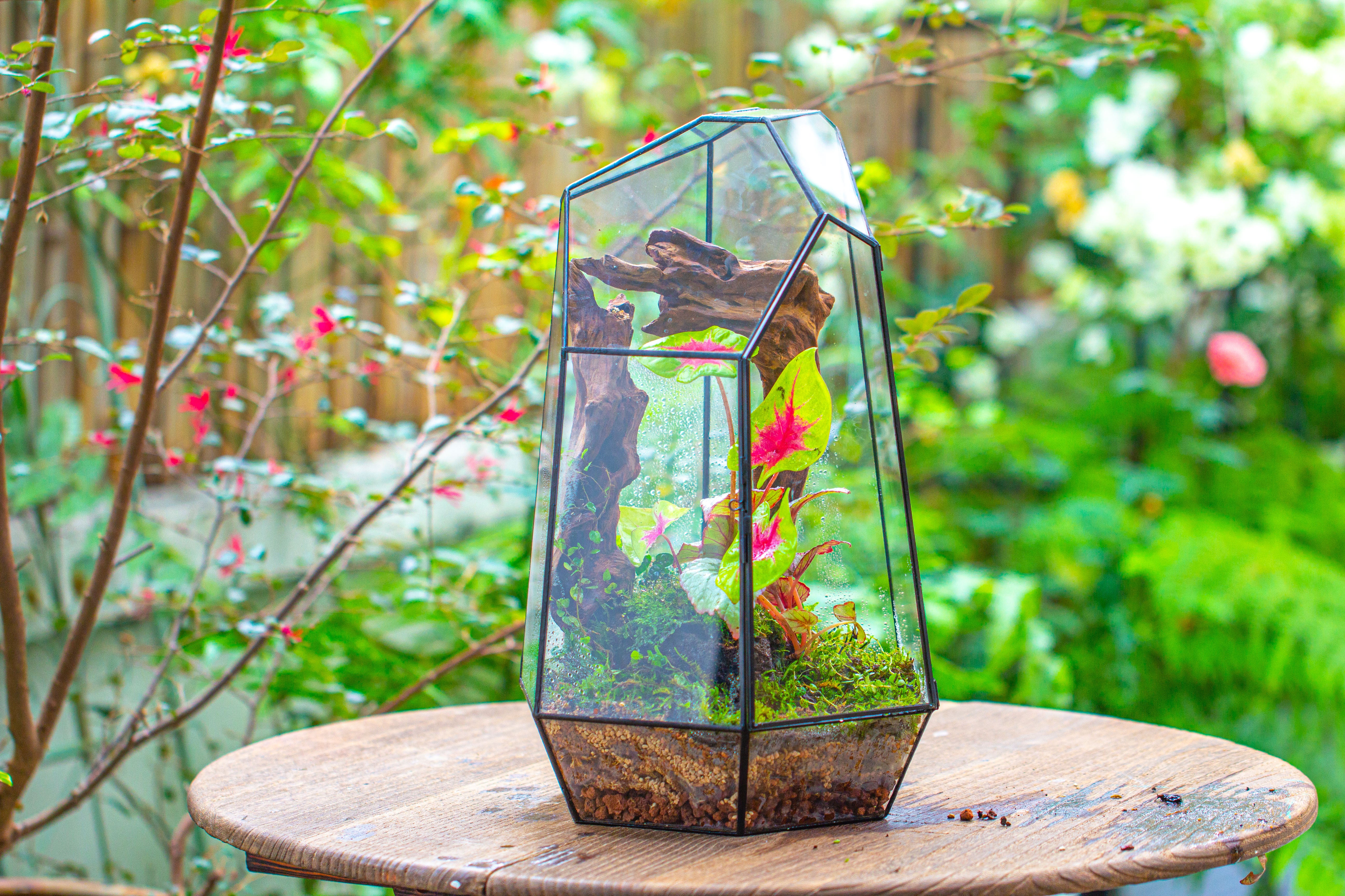 16.1" Large Irregular Geometric Glass Terrarium, Close, Tin soldered, for moss, tropical plants, micro landscape - NCYPgarden