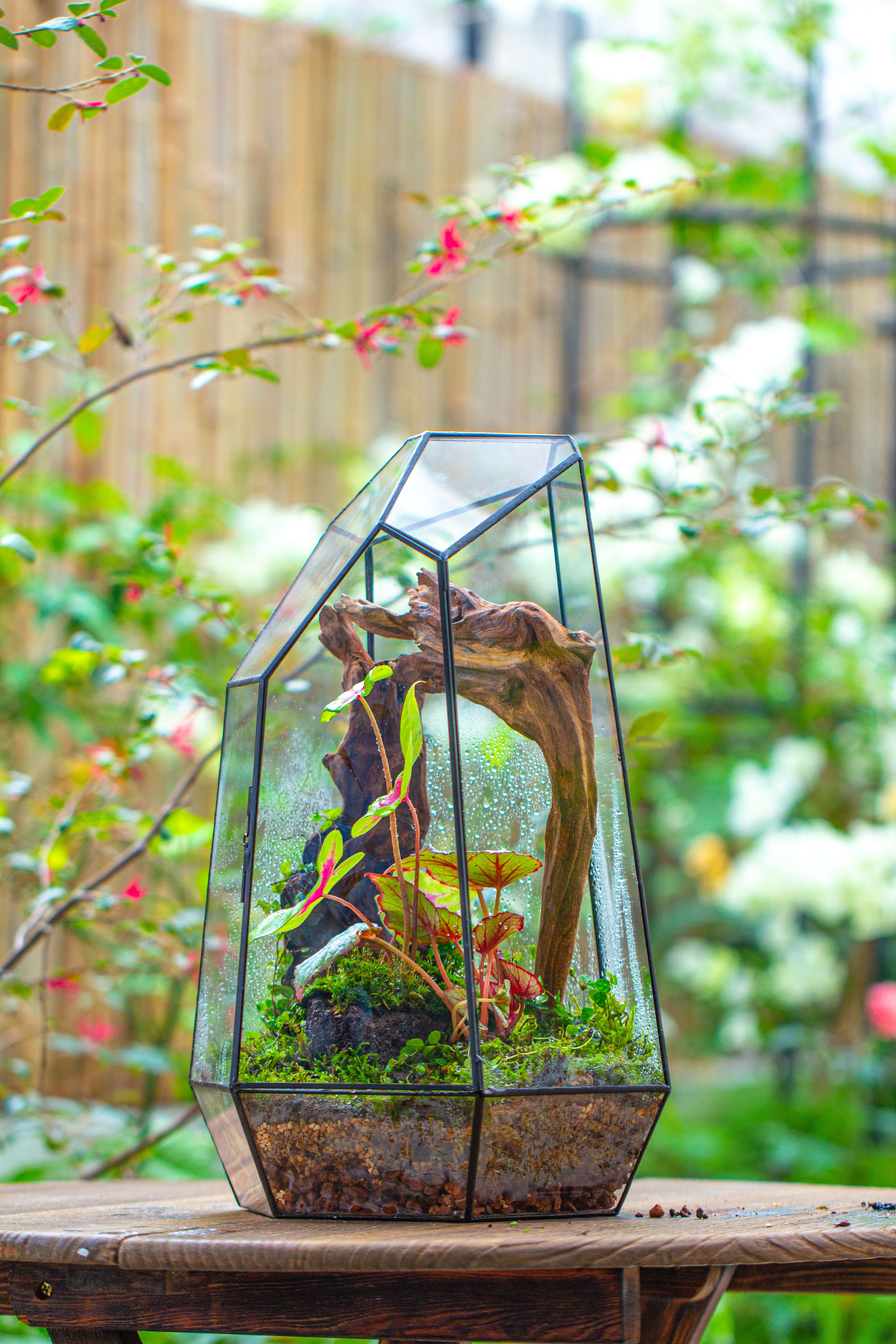 16.1" Large Irregular Geometric Glass Terrarium, Close, Tin soldered, for moss, tropical plants, micro landscape - NCYPgarden