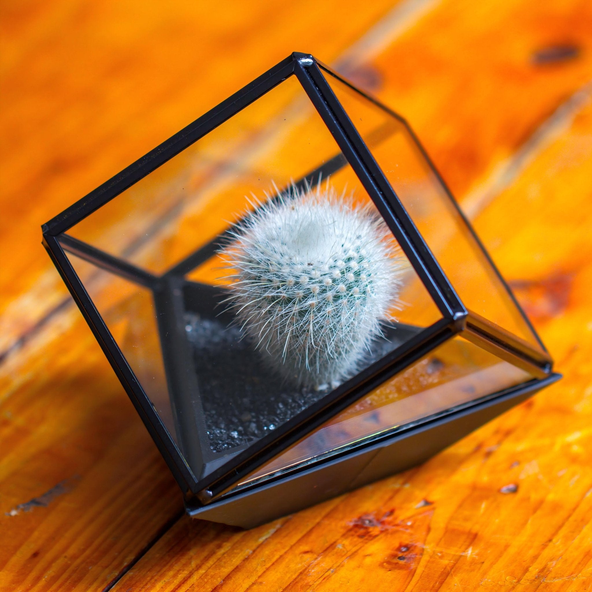 Small Black Cube Close Terrarium Planter Pot - NCYPgarden