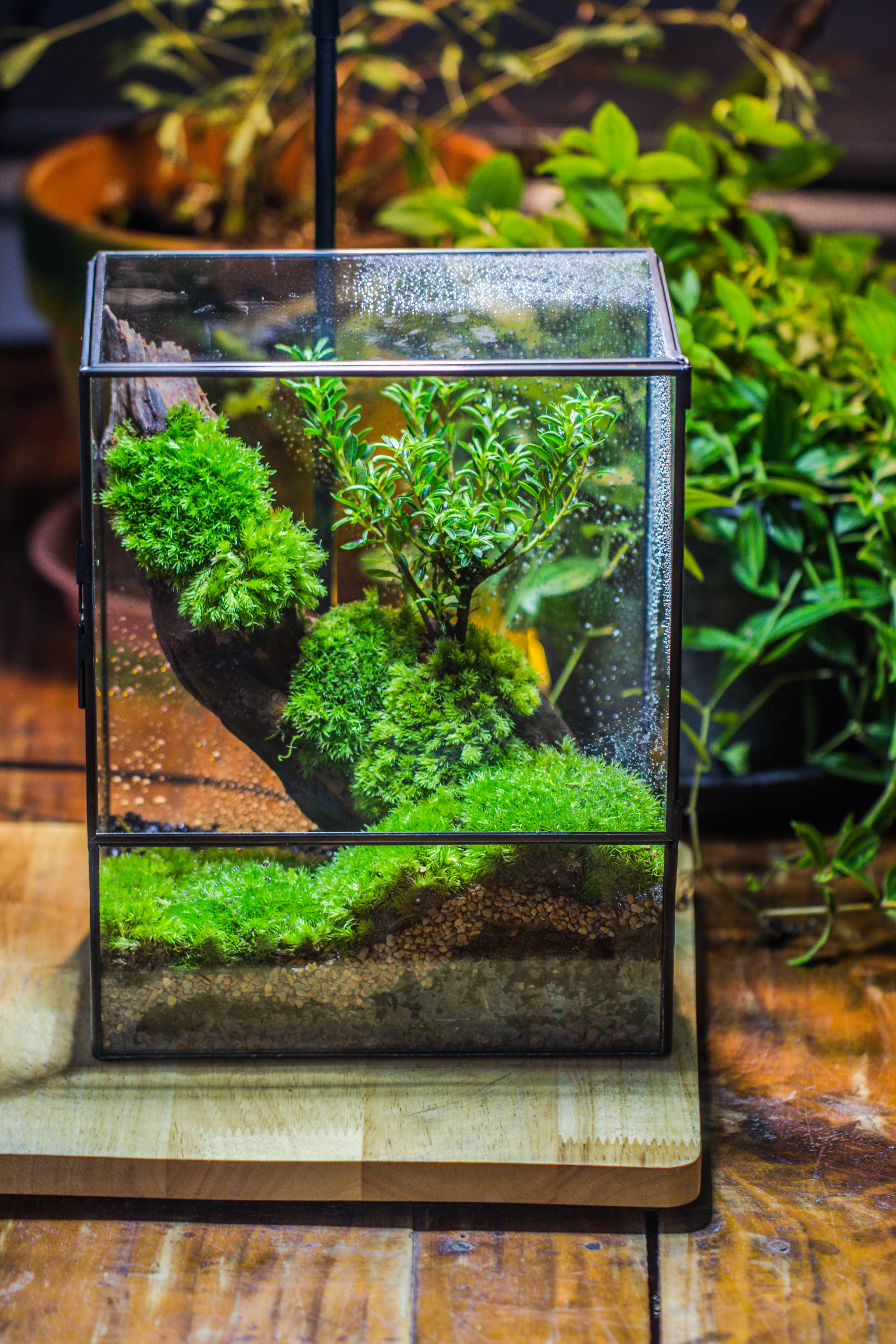 Close Geometric Glass Tin Terrarium , 8x10" and natural Driftwood Micro Landscape Moss Terrarium Building DIY set No plants, Customizable - NCYPgarden