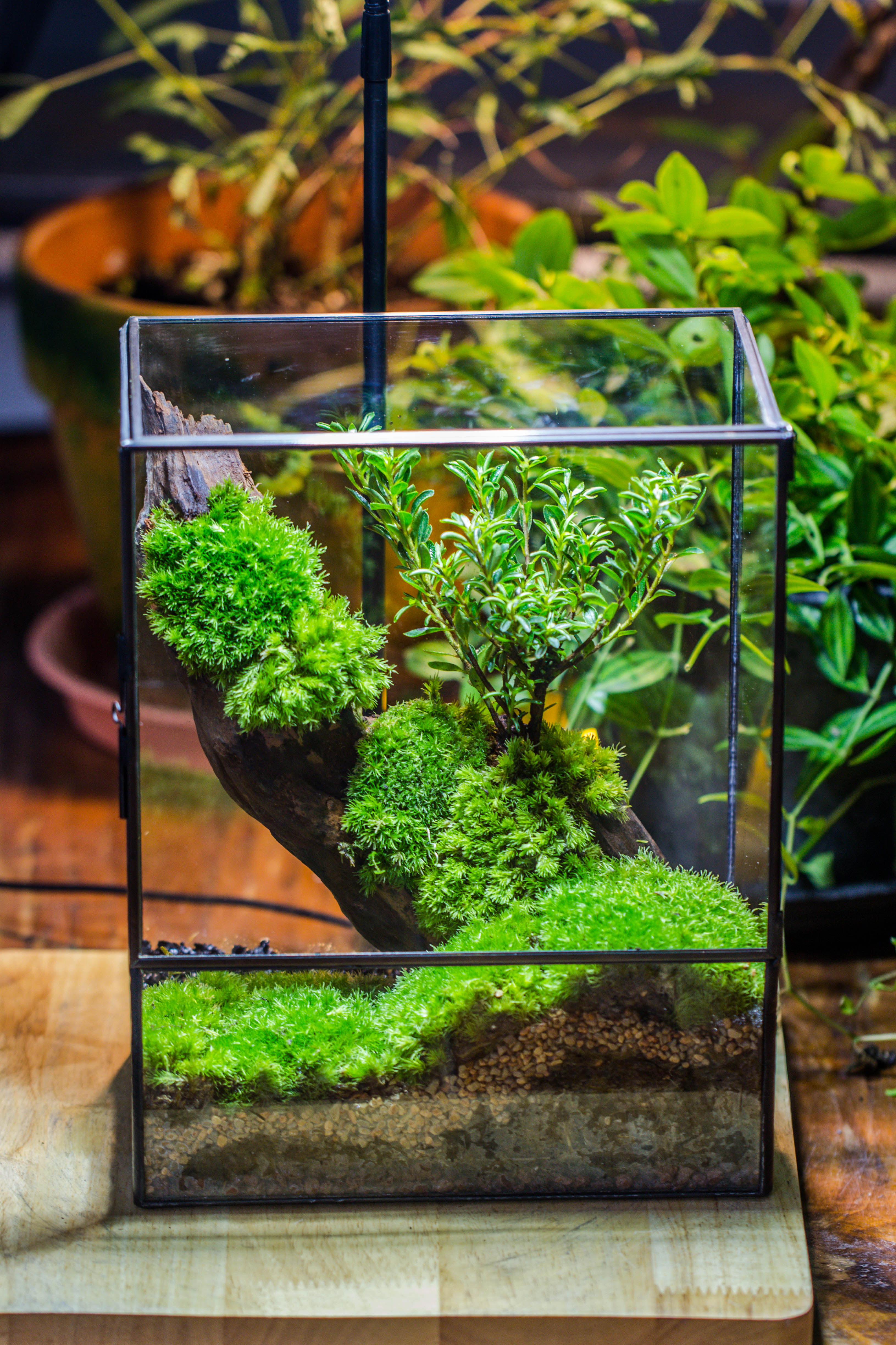 Close Geometric Glass Tin Terrarium , 8x10" and natural Driftwood Micro Landscape Moss Terrarium Building DIY set No plants, Customizable - NCYPgarden