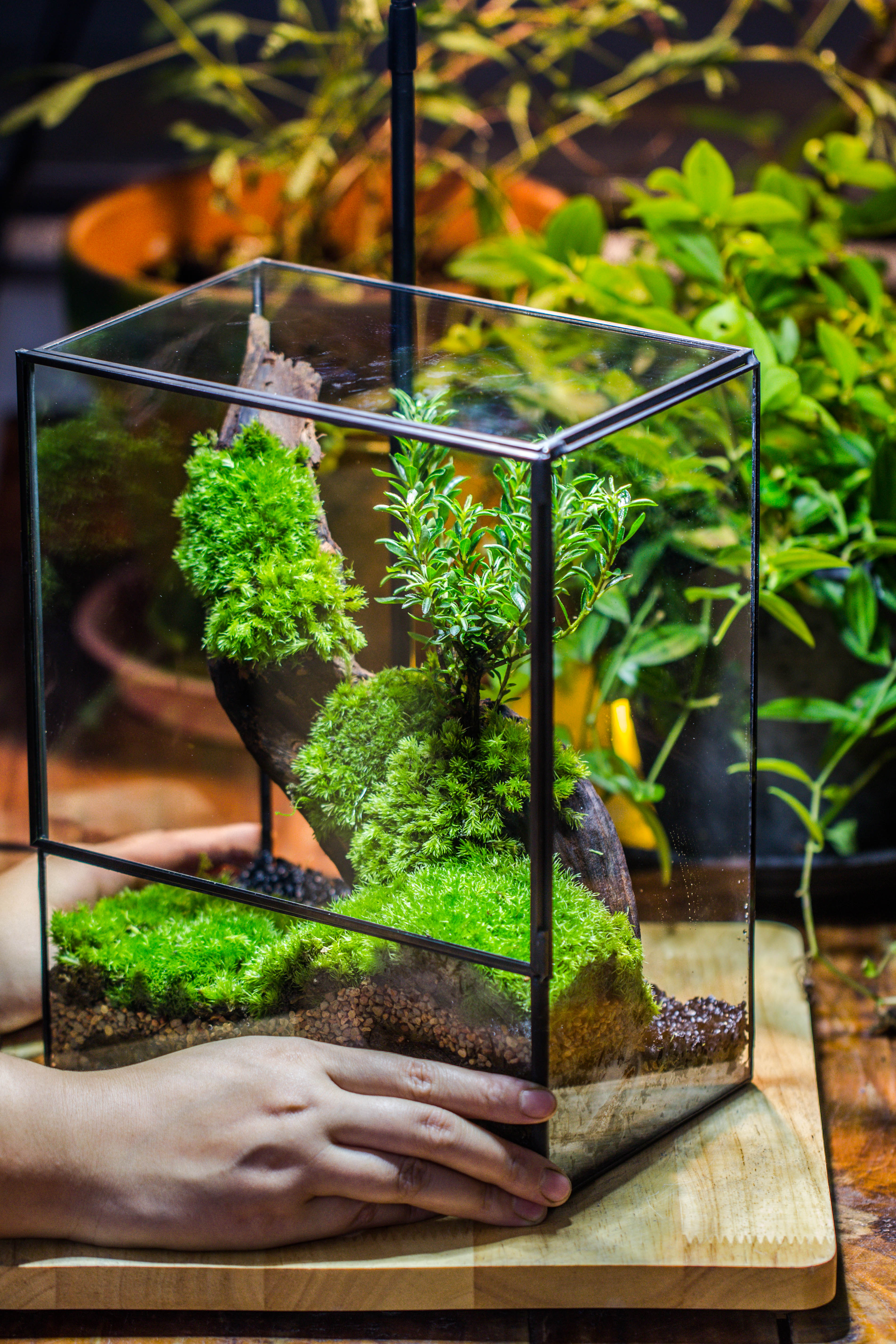 Close Geometric Glass Tin Terrarium , 8x10" and natural Driftwood Micro Landscape Moss Terrarium Building DIY set No plants, Customizable - NCYPgarden