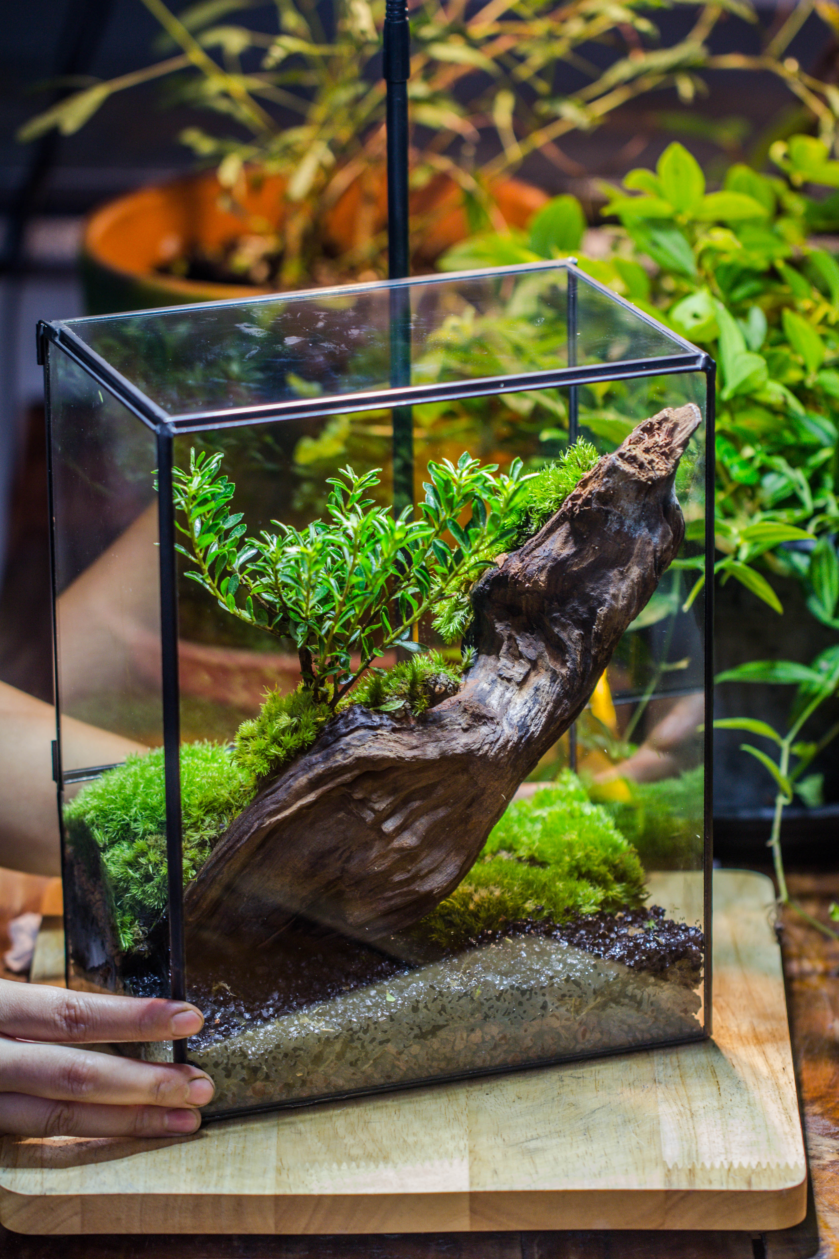 Close Geometric Glass Tin Terrarium , 8x10" and natural Driftwood Micro Landscape Moss Terrarium Building DIY set No plants, Customizable - NCYPgarden