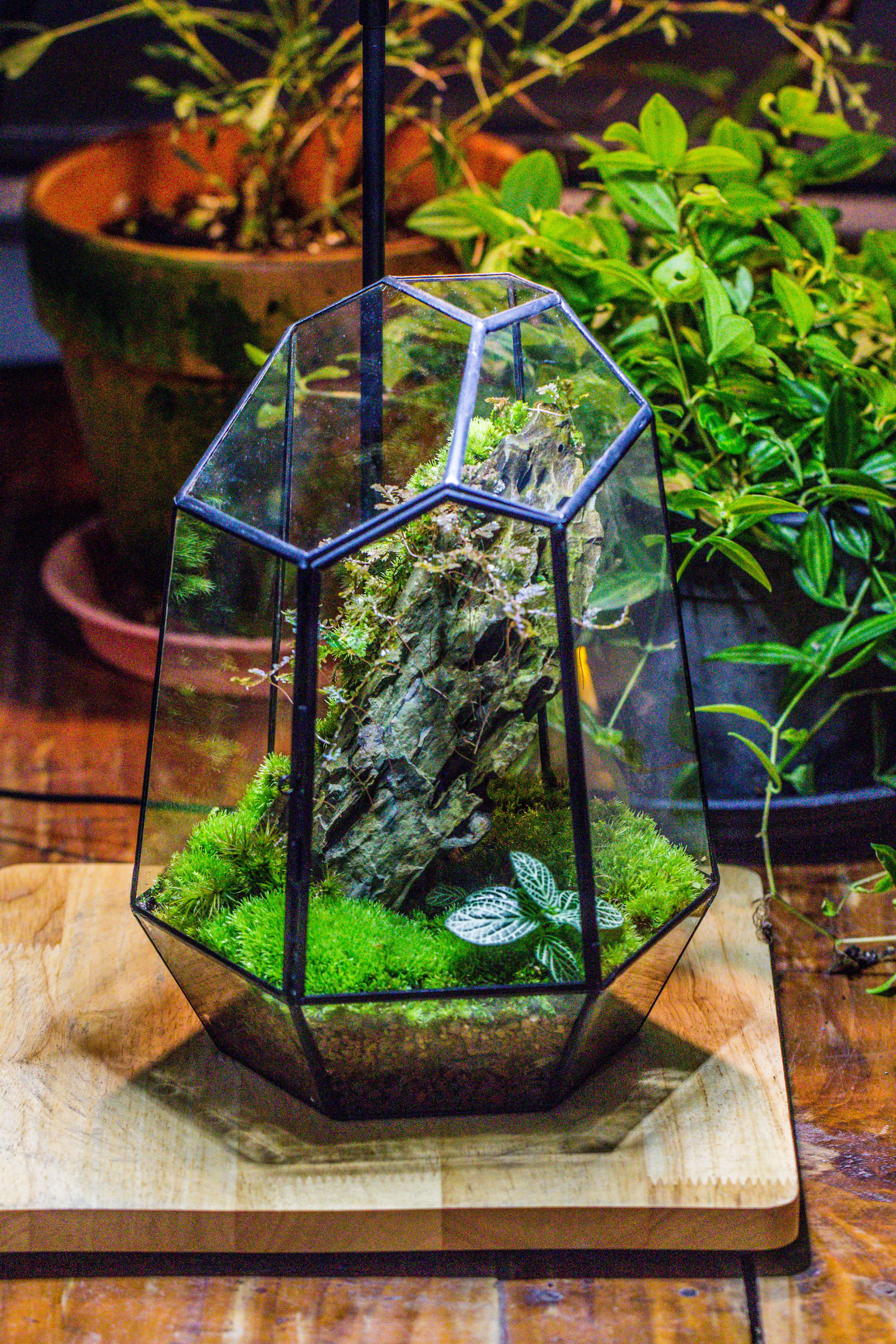 NCYP Large Close Geometric Glass Terrarium with Door, Tin Sealed Irregular Tall Planter for moss Flower Pot - NCYPgarden