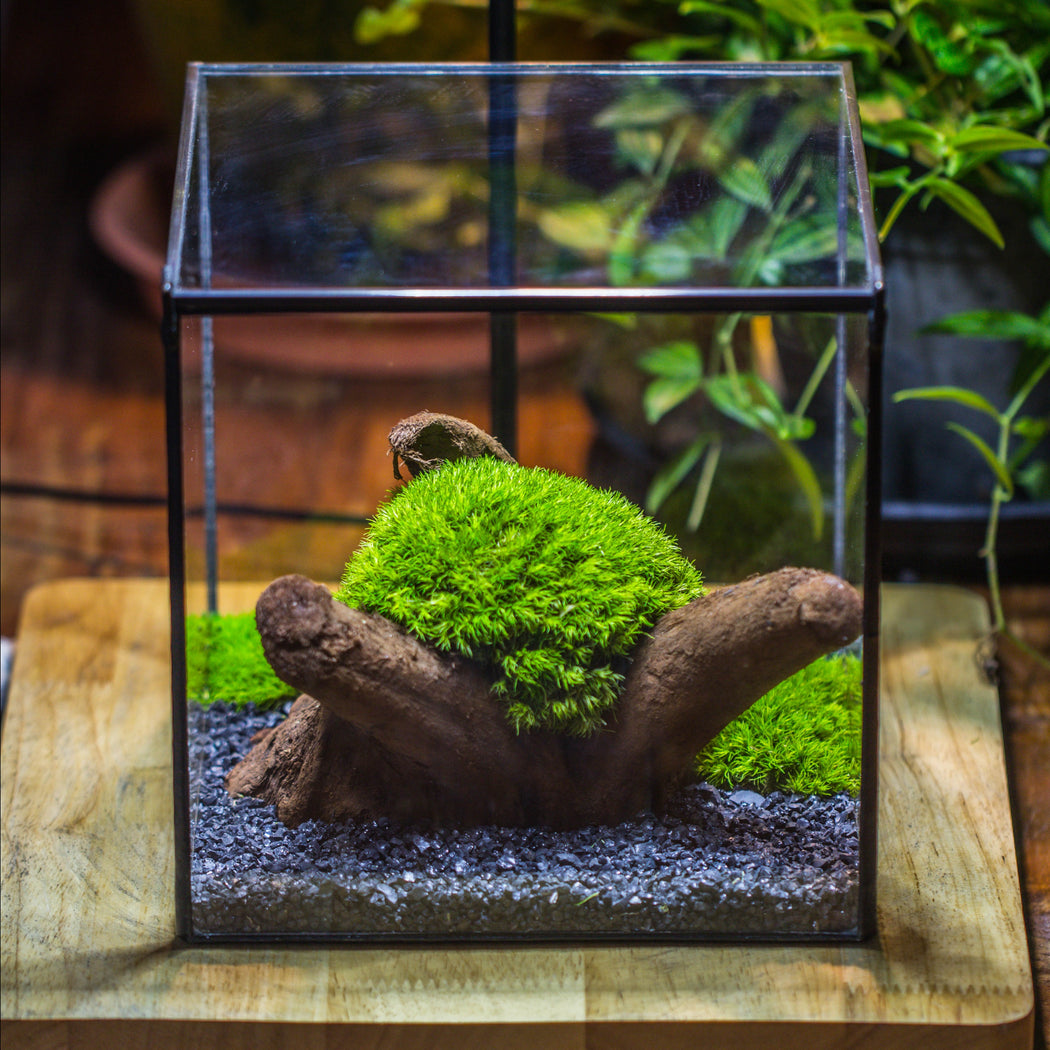 Preserved forever Leucobryum moss , natural Green 20x50cm, for DIY moss terrarium, miniature, centerpiece, micro landscape, no maintenence - NCYPgarden