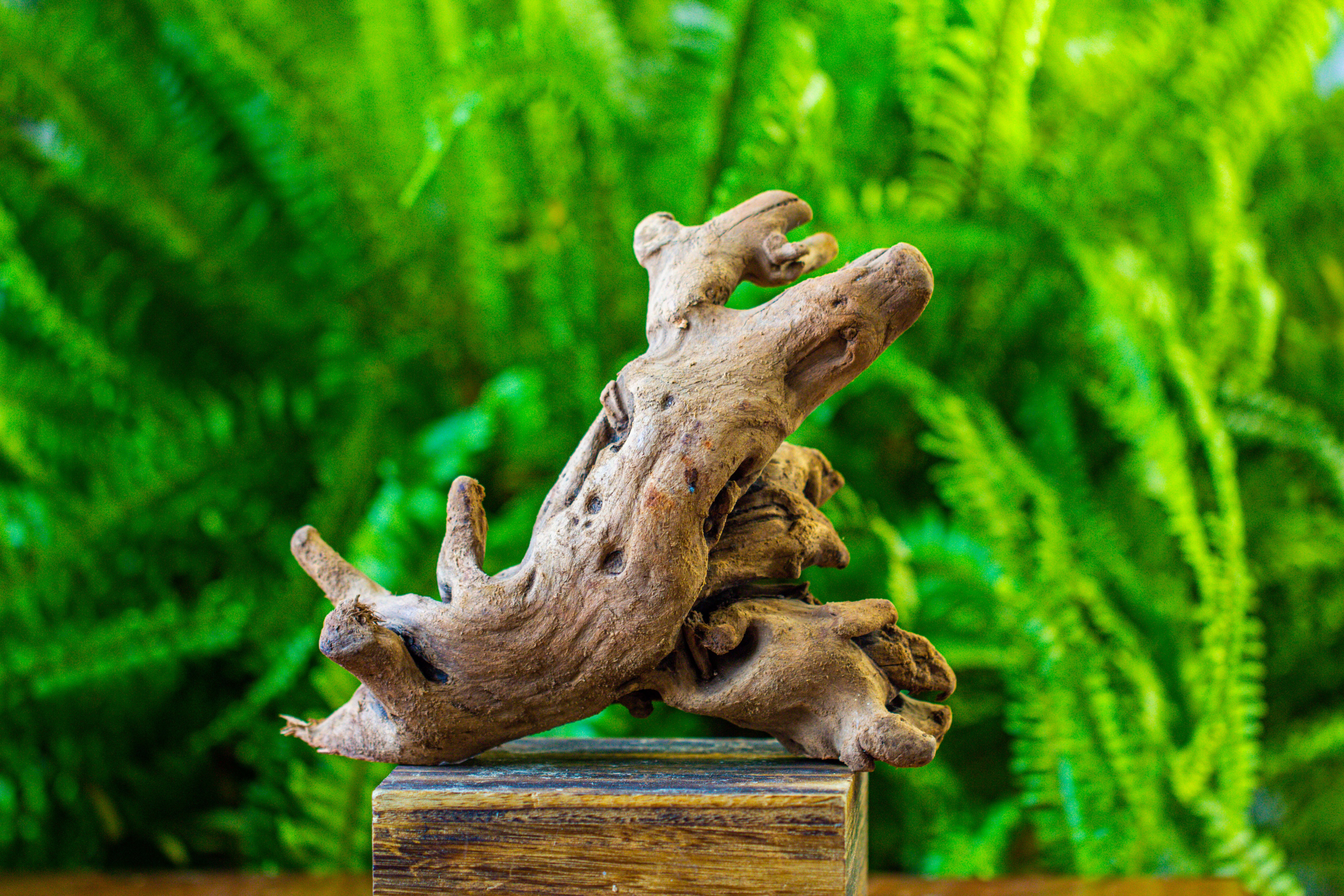 driftwood for moss terrarium, miniature, micro landscape, H022 - NCYPgarden