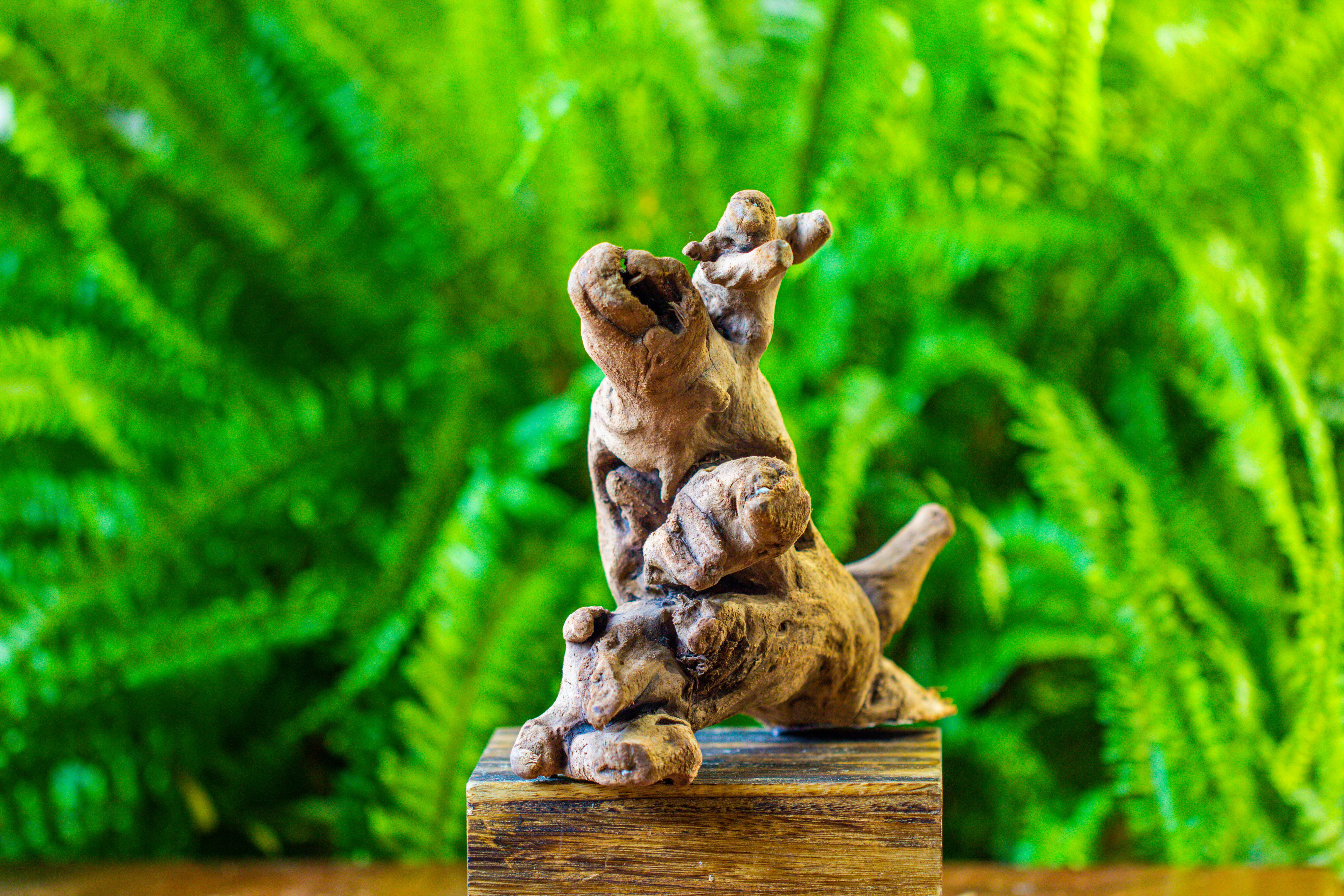 driftwood for moss terrarium, miniature, micro landscape, H022 - NCYPgarden