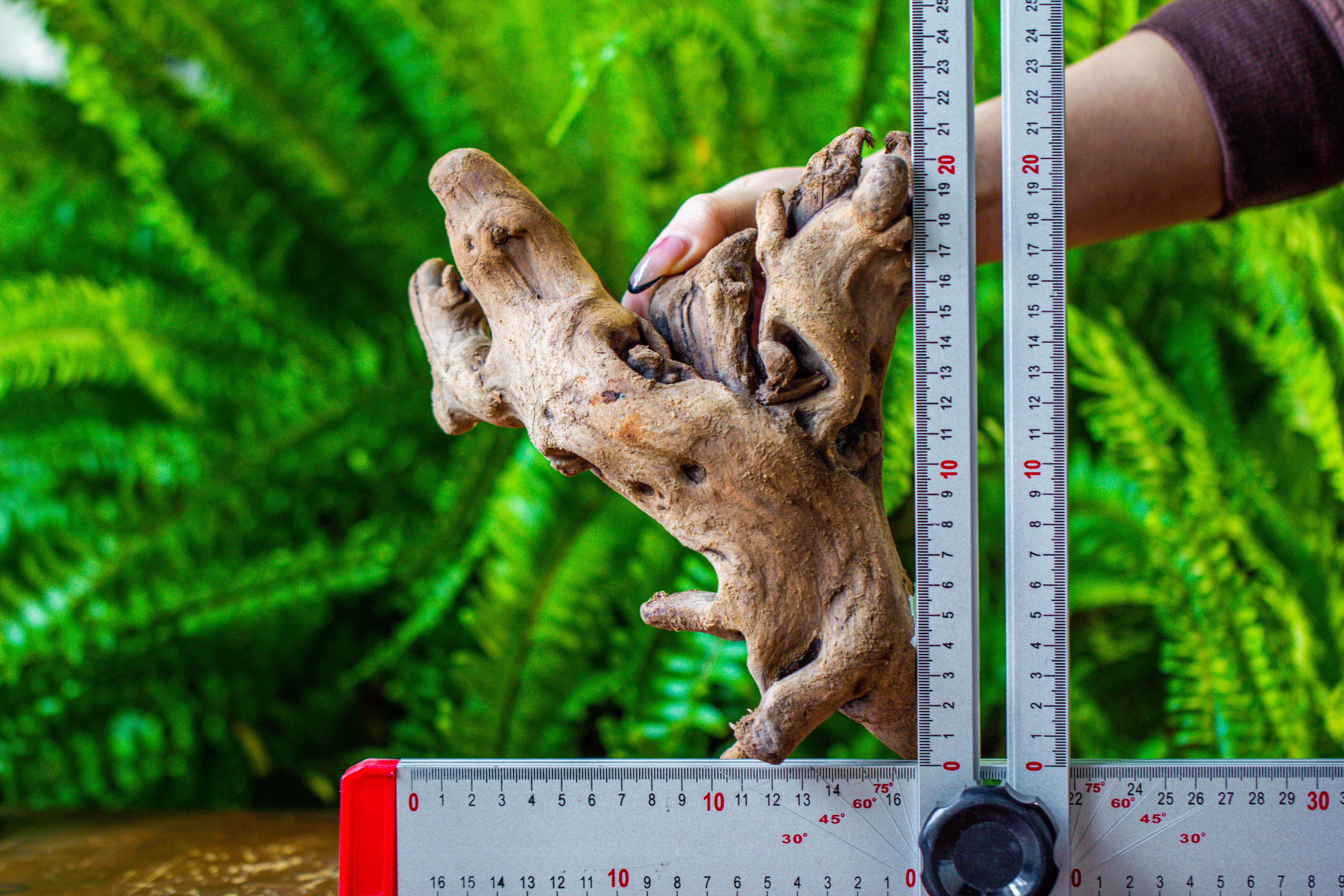 driftwood for moss terrarium, miniature, micro landscape, H022 - NCYPgarden