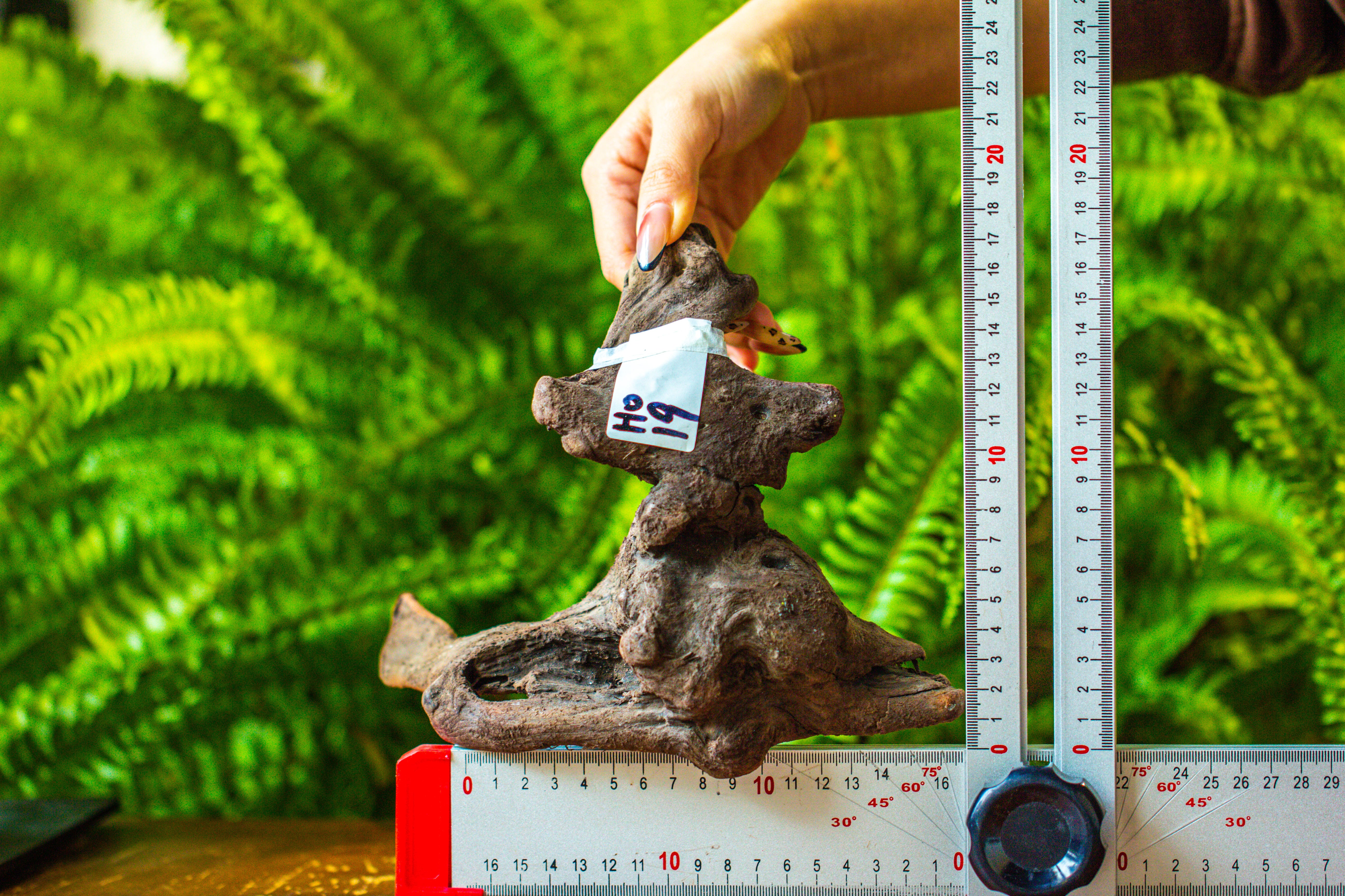 driftwood for moss terrarium, miniature, micro landscape, H019 - NCYPgarden