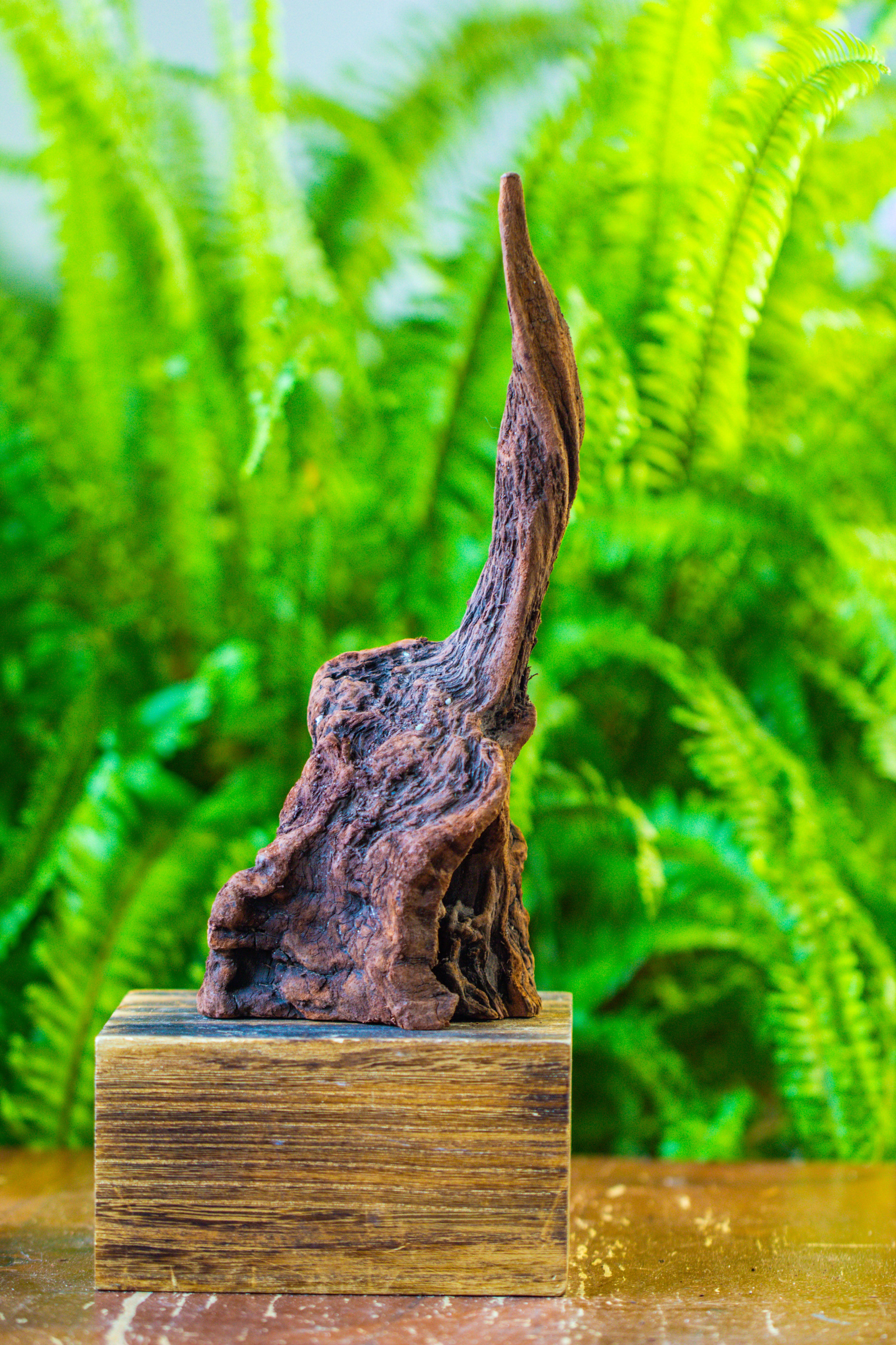 driftwood for moss terrarium, miniature, micro landscape, H017 - NCYPgarden