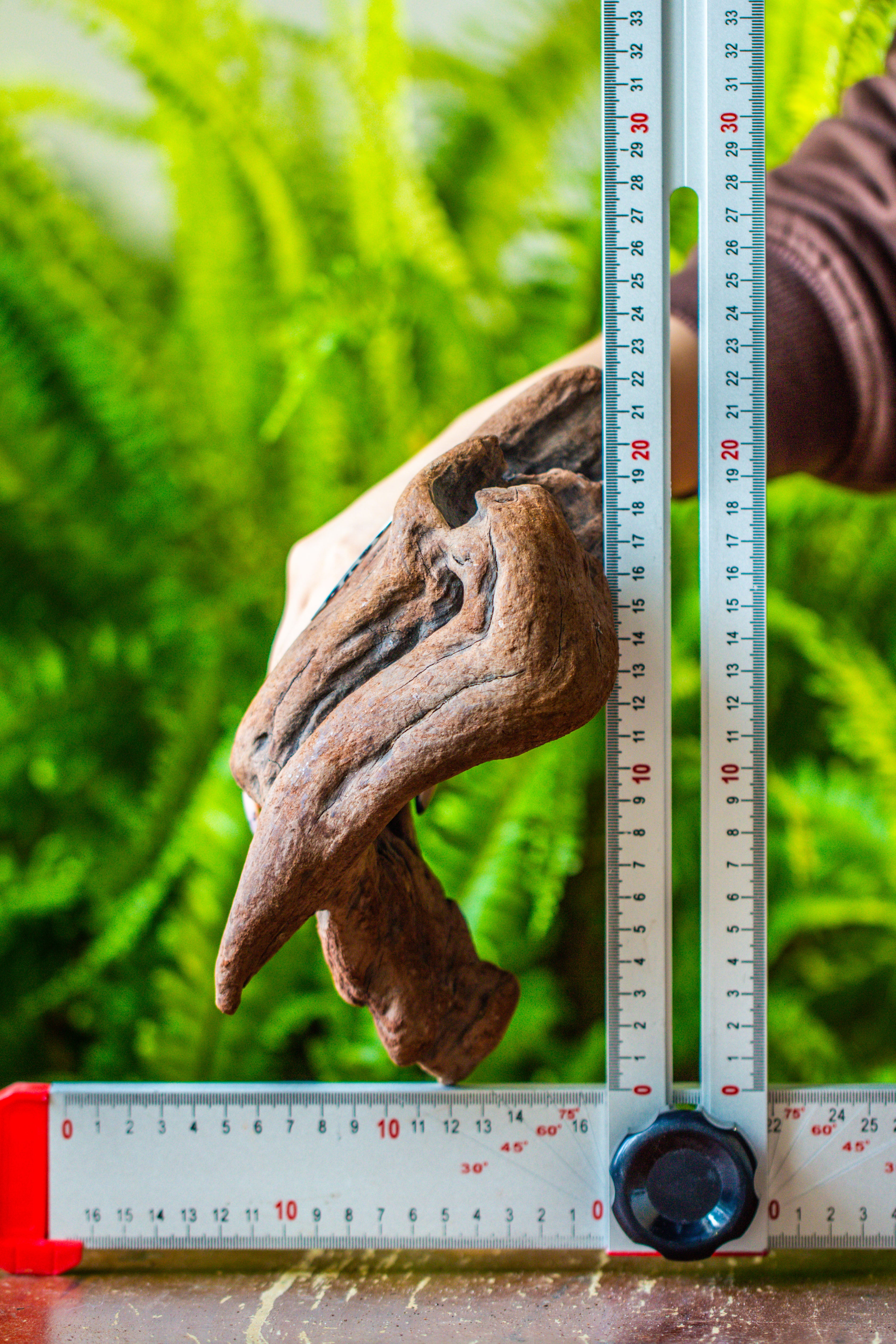 driftwood for moss terrarium, miniature, micro landscape, H008 - NCYPgarden