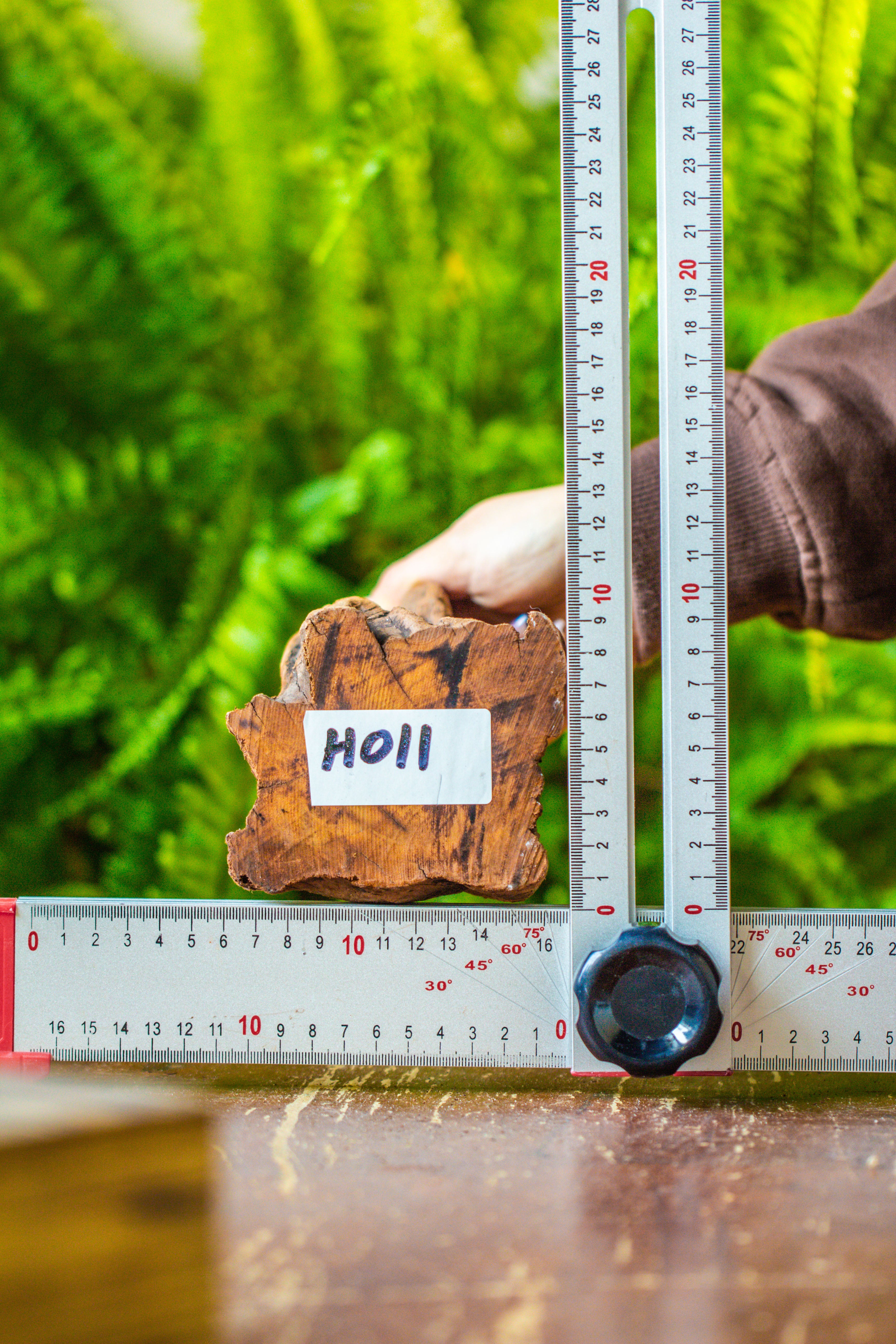 driftwood for moss terrarium, miniature, micro landscape, H011 - NCYPgarden