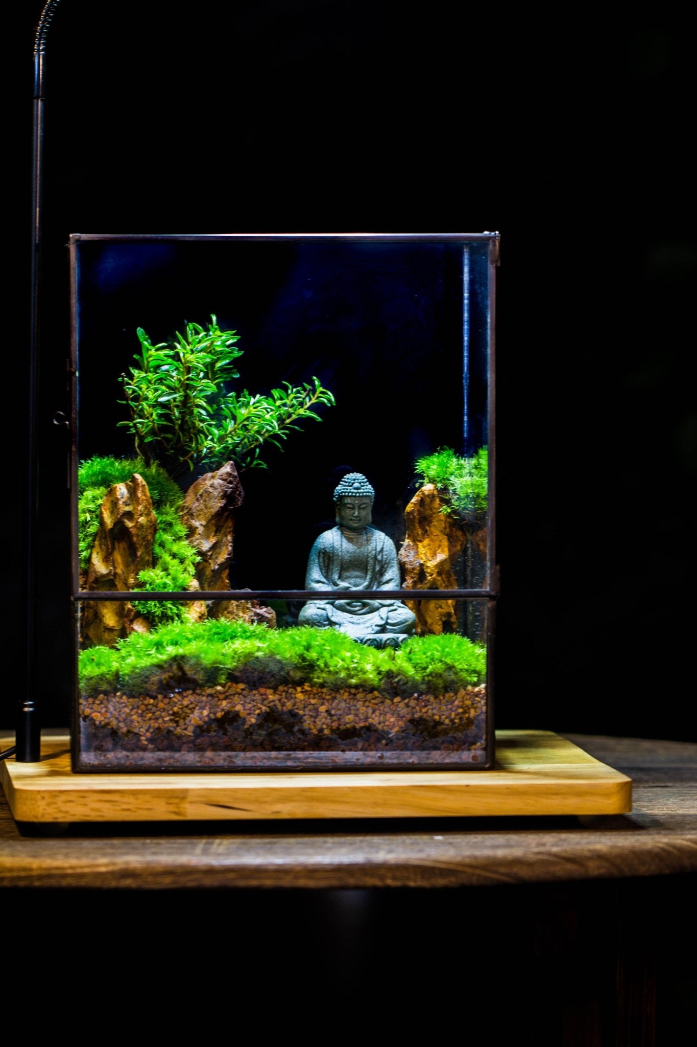 Buddha Geometric Glass Tin Terrarium Set | NCYP Garden — NCYPgarden