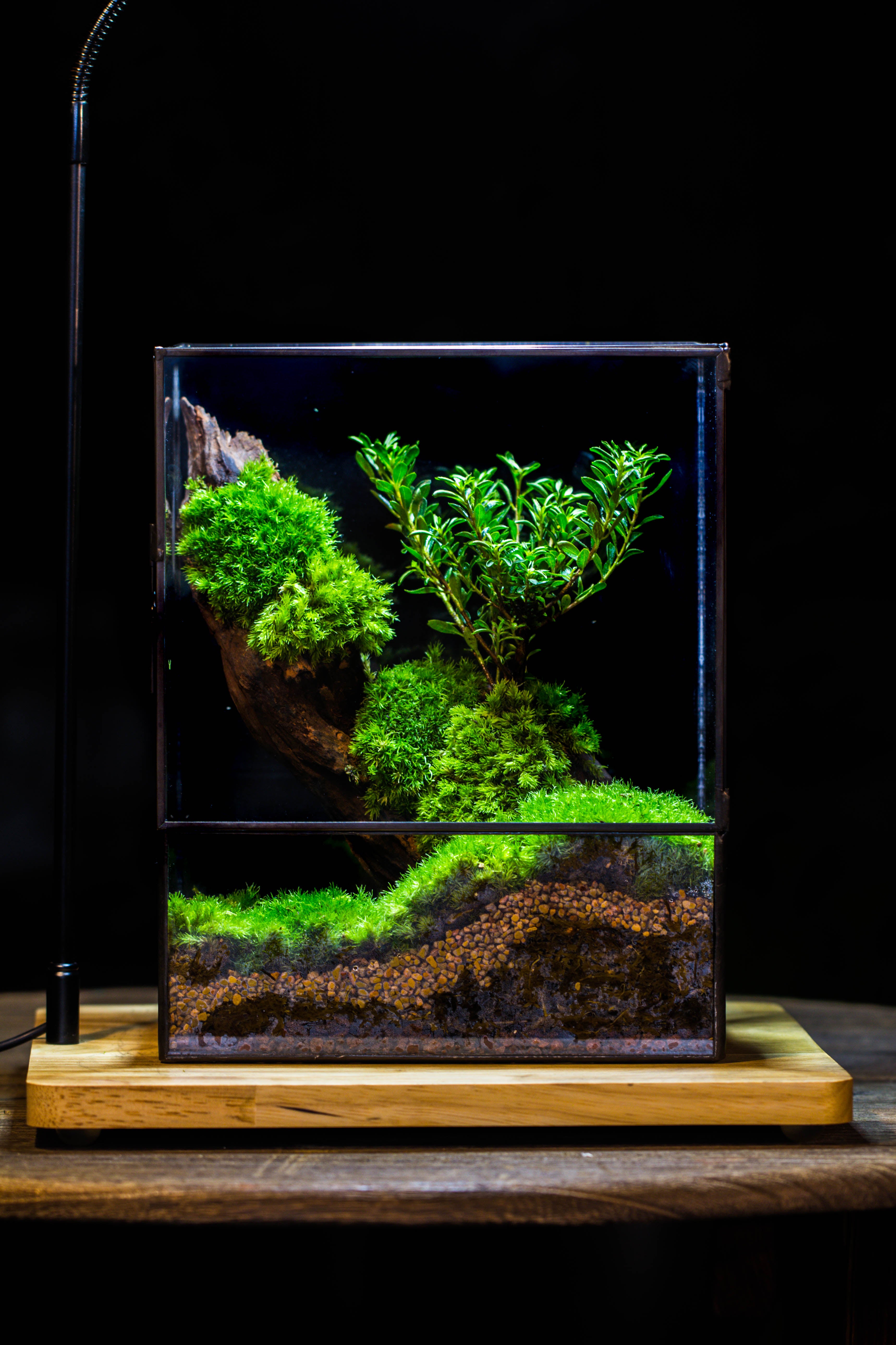 Close Geometric Glass Tin Terrarium , 8x10" and natural Driftwood Micro Landscape Moss Terrarium Building DIY set No plants, Customizable - NCYPgarden