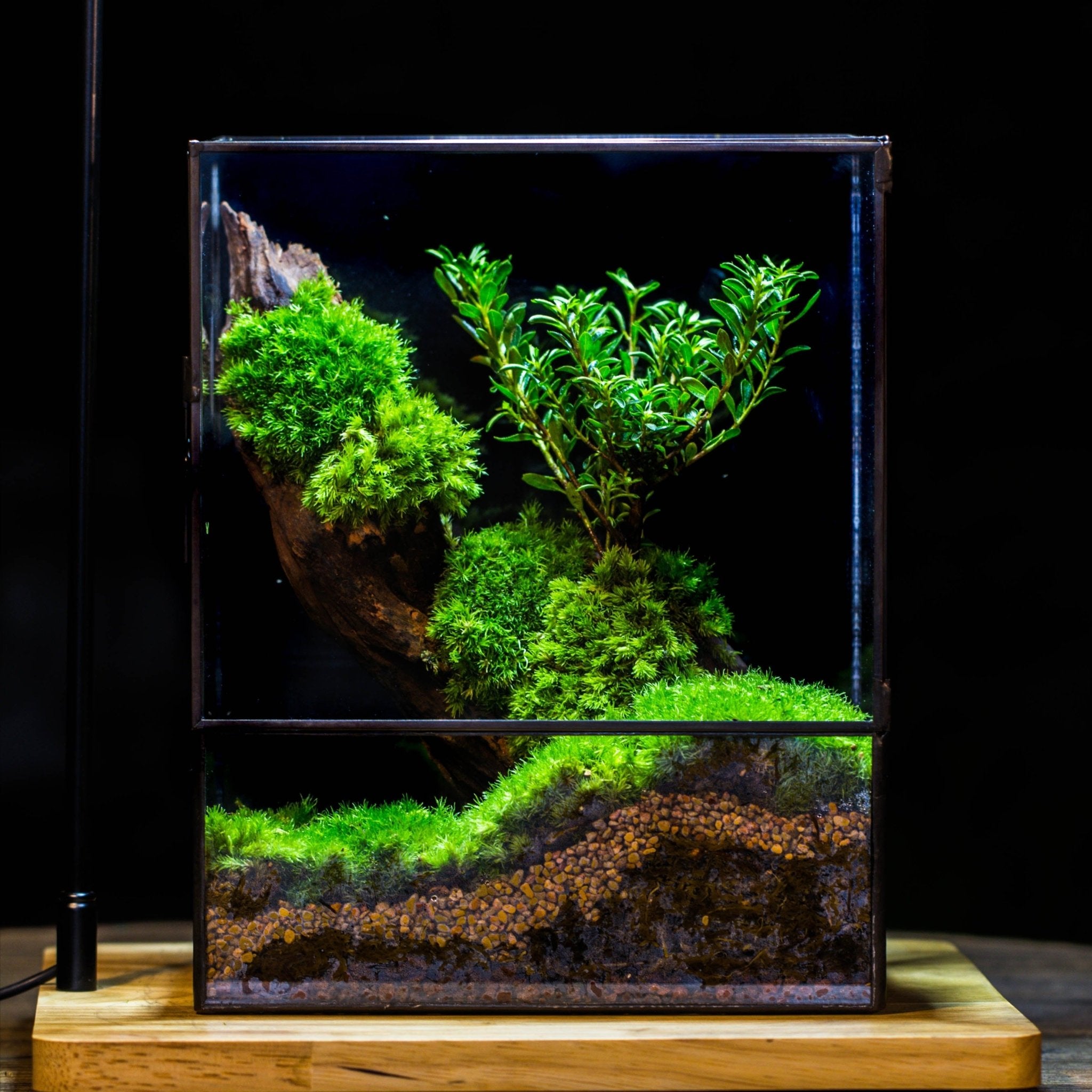 Glass Tin Terrarium & Driftwood Micro Landscape DIY Set — NCYPgarden