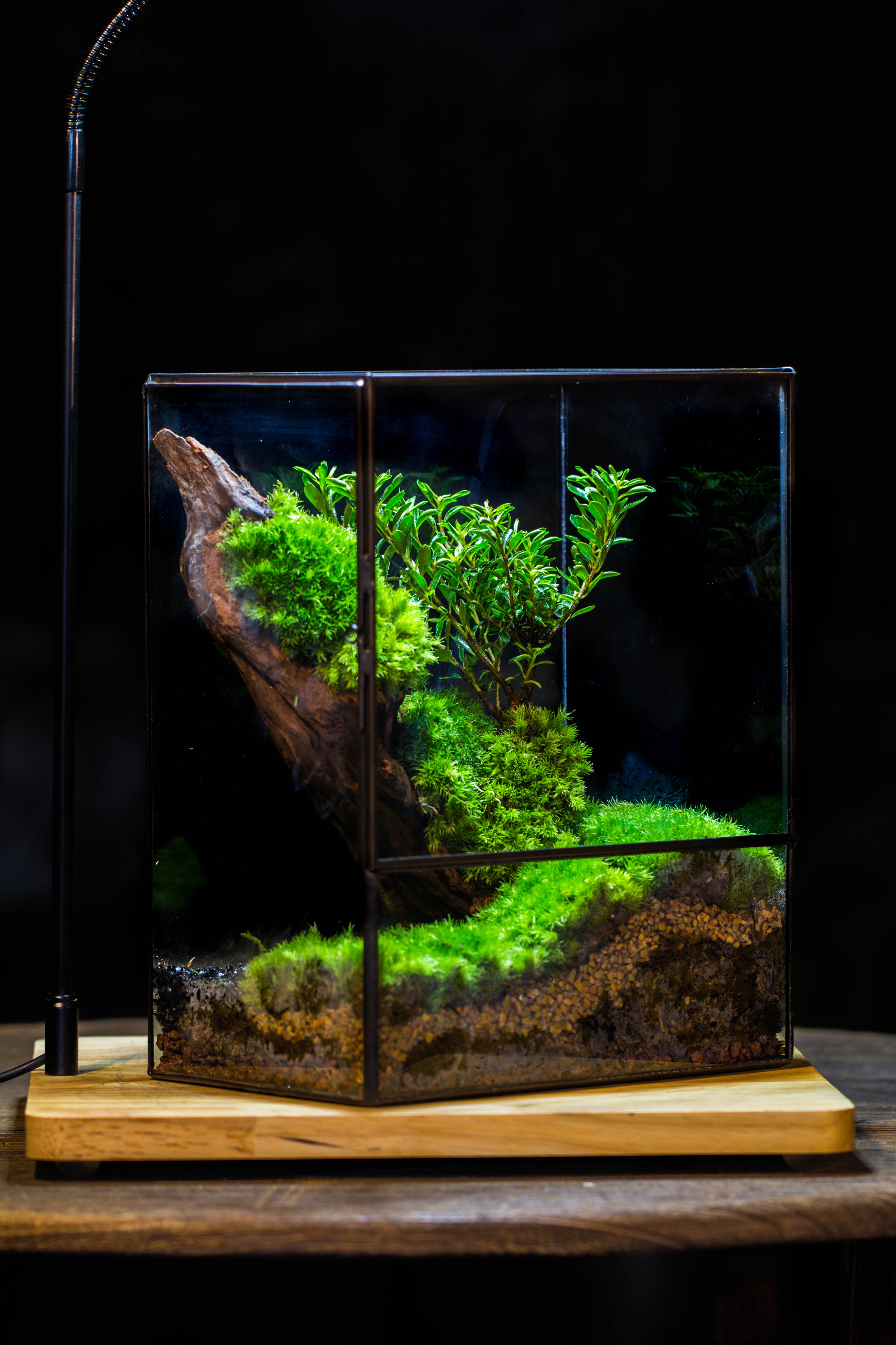 Close Geometric Glass Tin Terrarium , 8x10" and natural Driftwood Micro Landscape Moss Terrarium Building DIY set No plants, Customizable - NCYPgarden