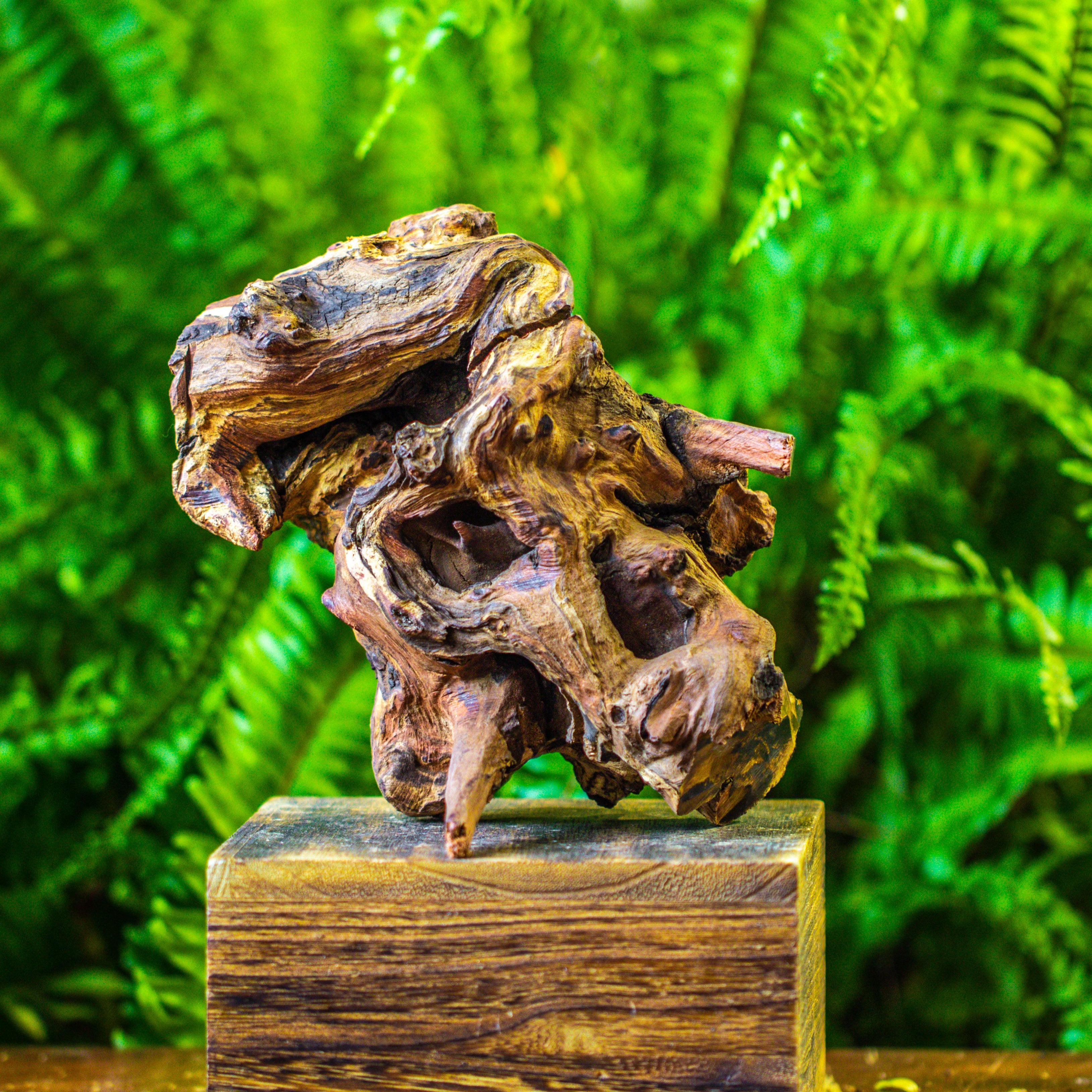 driftwood for moss terrarium, miniature, micro landscape, H005 - NCYPgarden