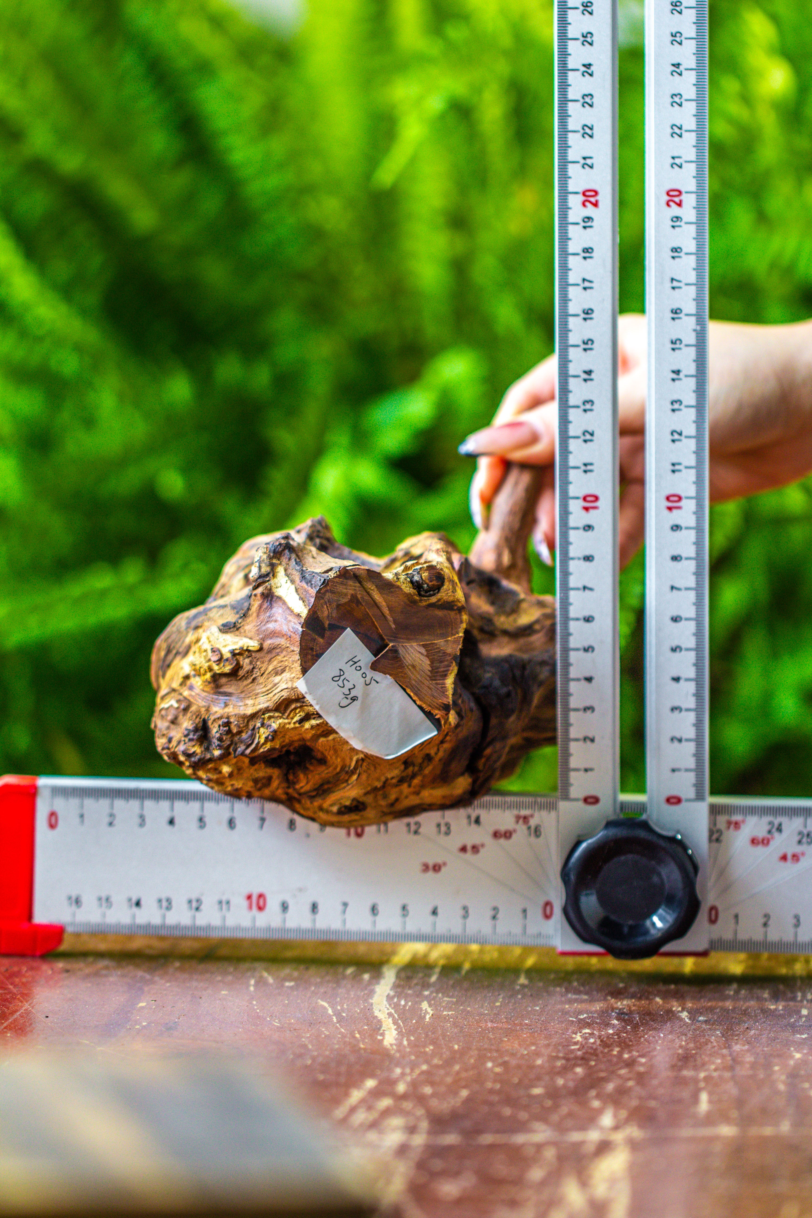 driftwood for moss terrarium, miniature, micro landscape, H005 - NCYPgarden