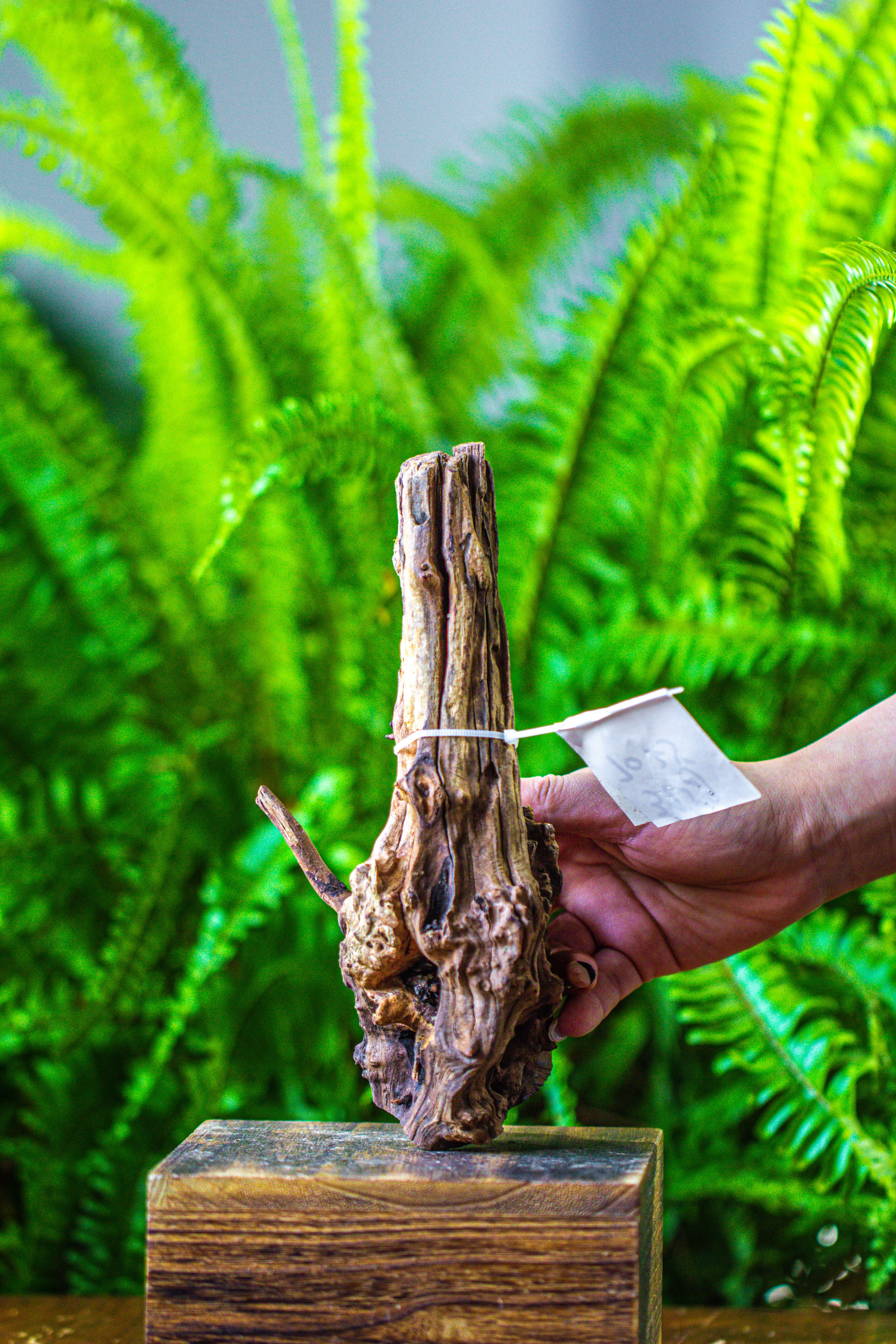 driftwood for moss terrarium, miniature, micro landscape, 7025 - NCYPgarden