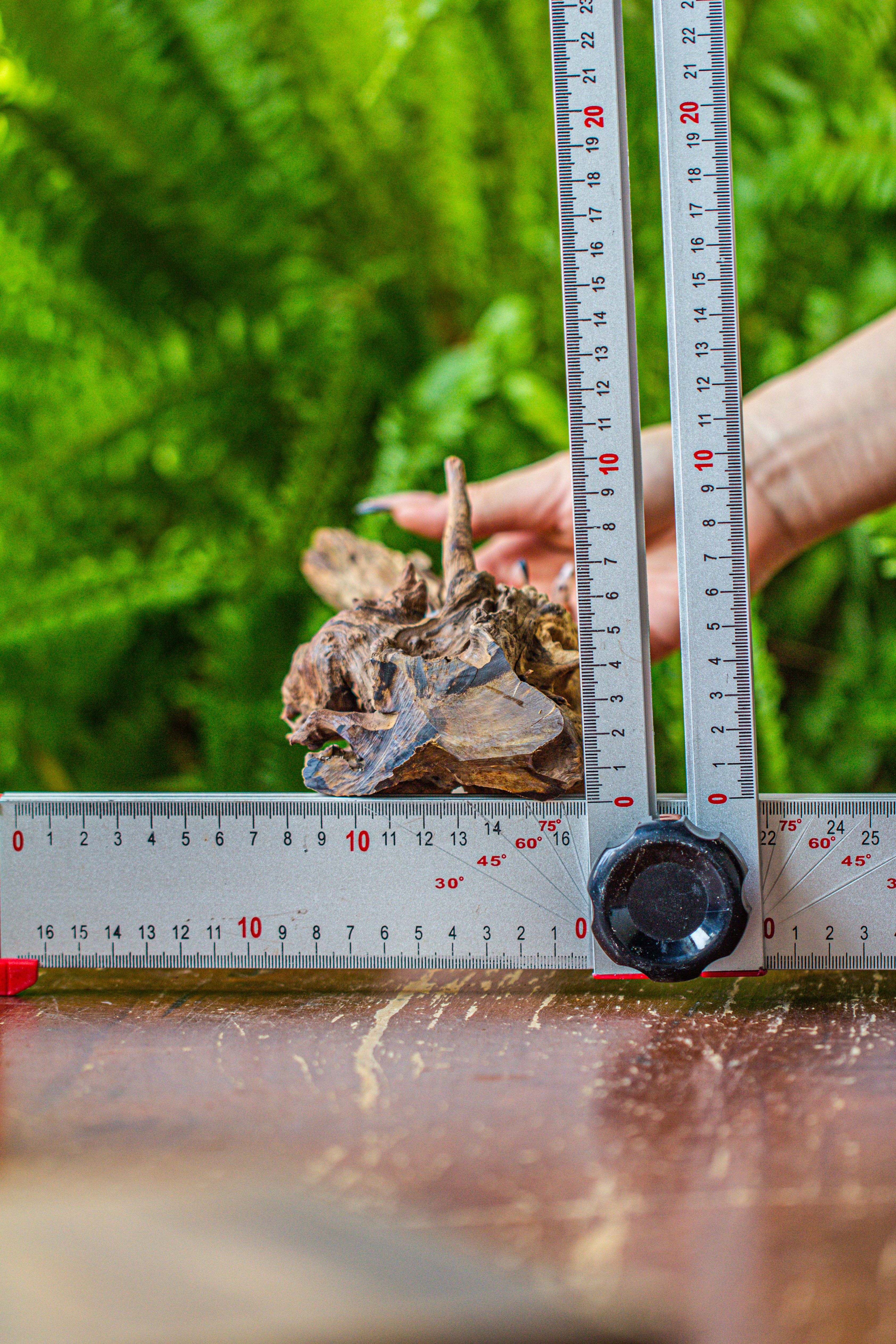 driftwood for moss terrarium, miniature, micro landscape, 7025 - NCYPgarden
