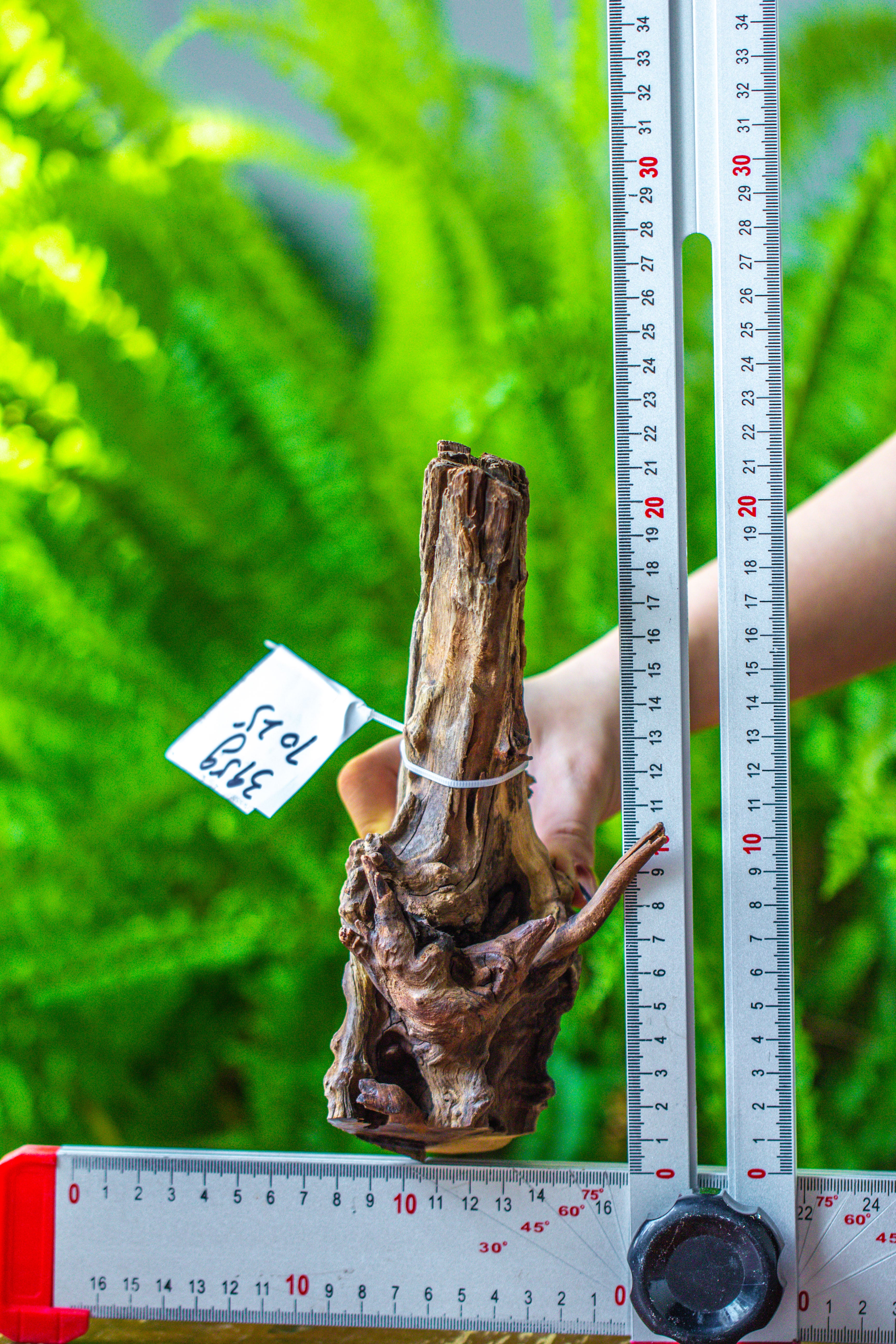 driftwood for moss terrarium, miniature, micro landscape, 7025 - NCYPgarden