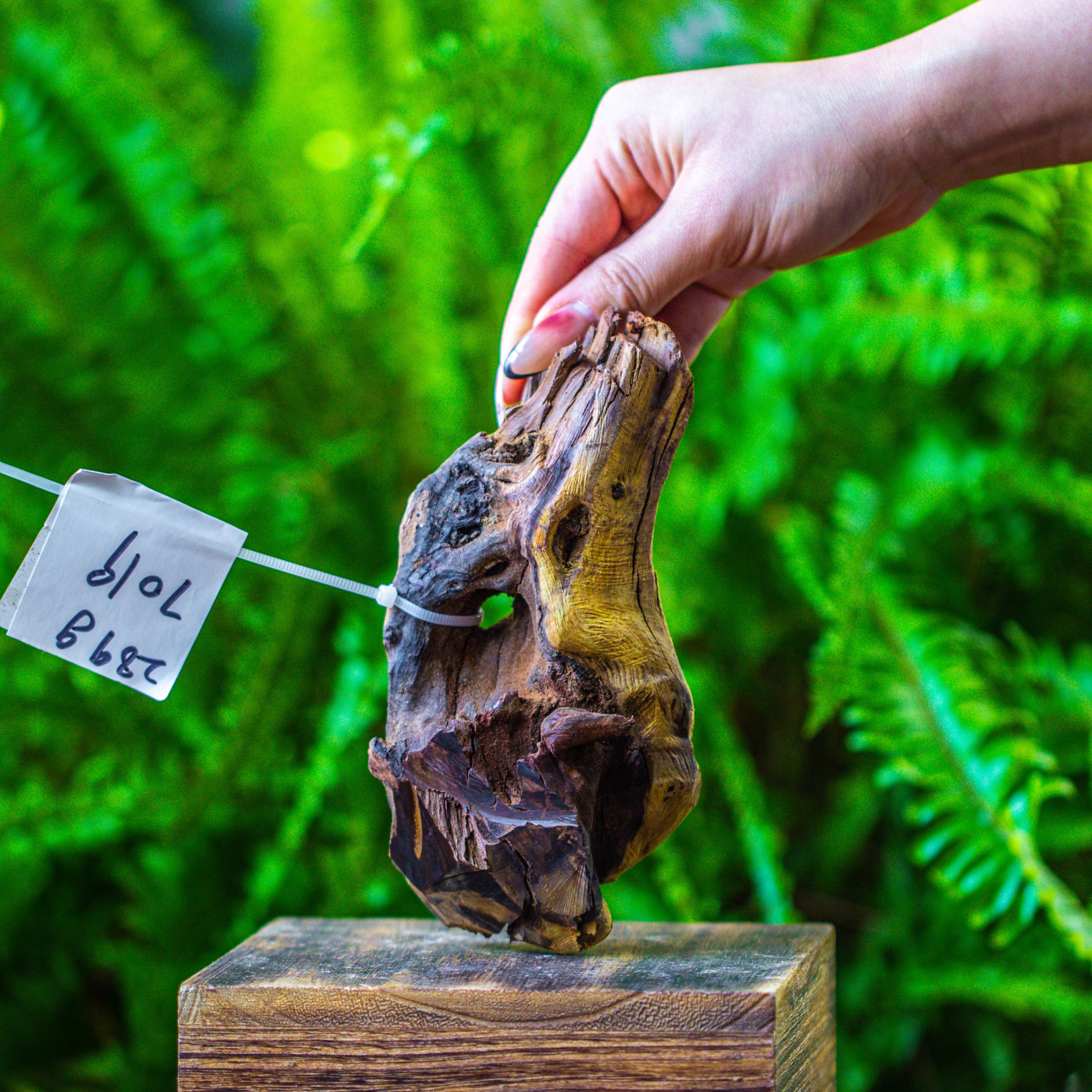 driftwood for moss terrarium, miniature, micro landscape, 7019 - NCYPgarden