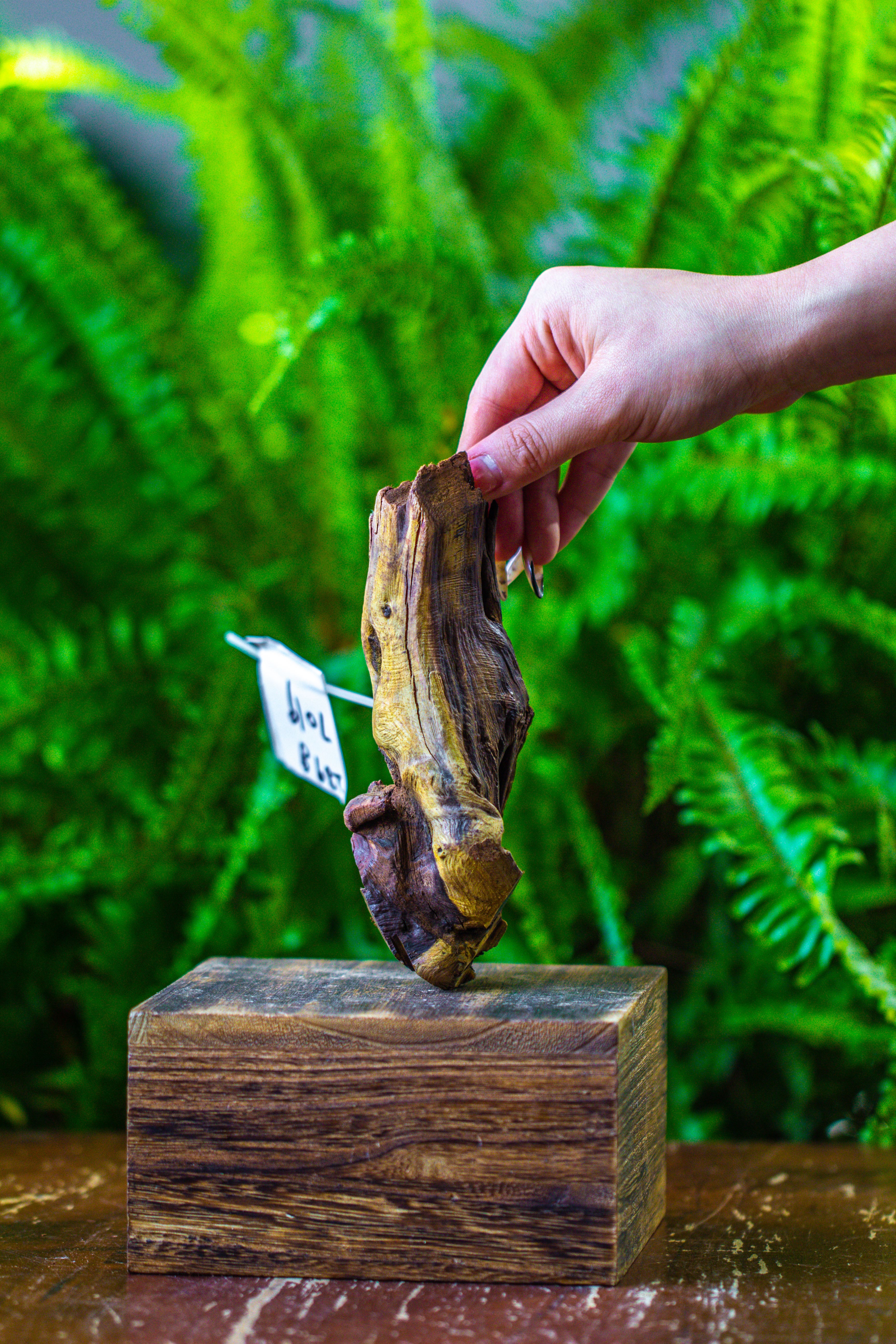 driftwood for moss terrarium, miniature, micro landscape, 7019 - NCYPgarden