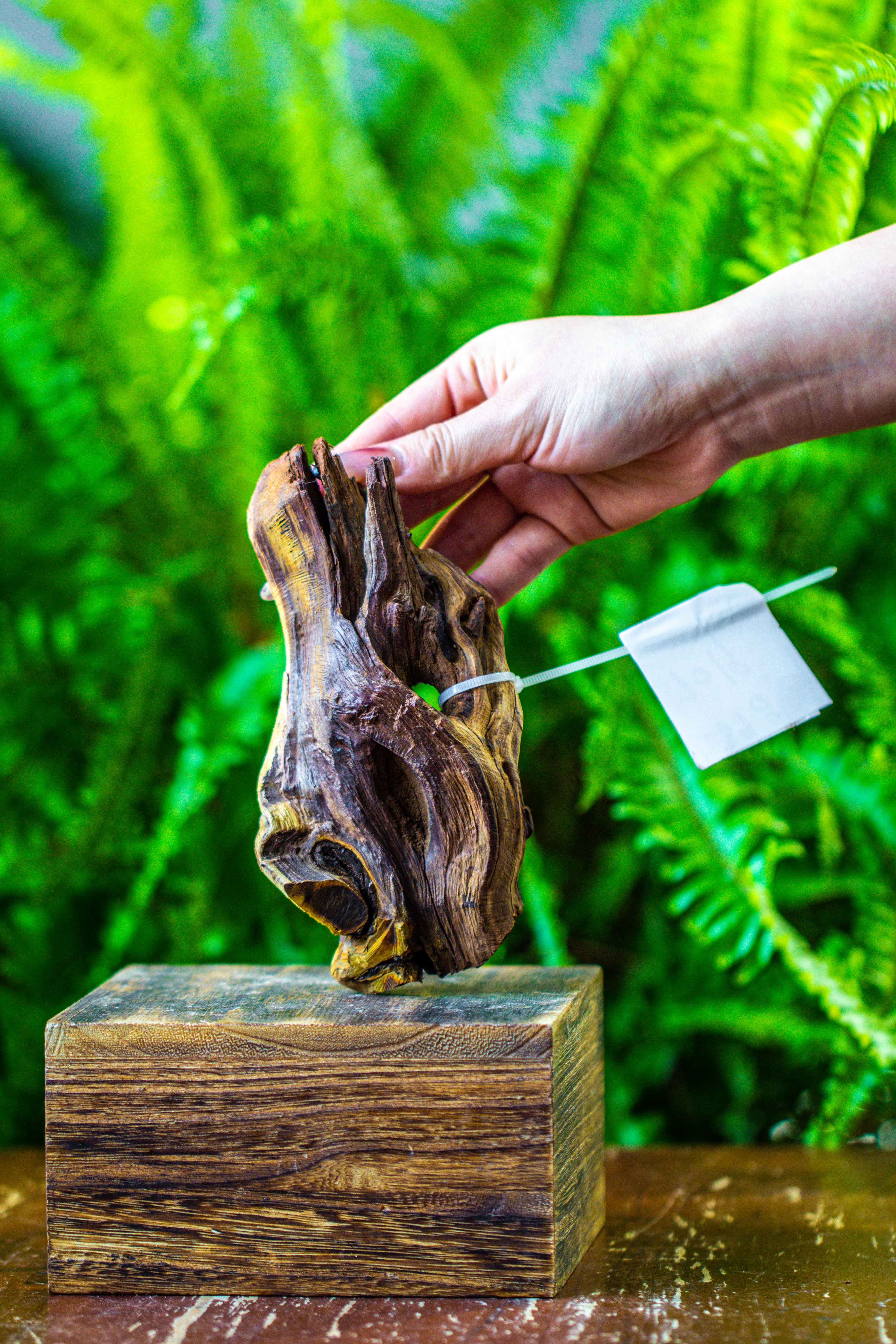 driftwood for moss terrarium, miniature, micro landscape, 7019 - NCYPgarden