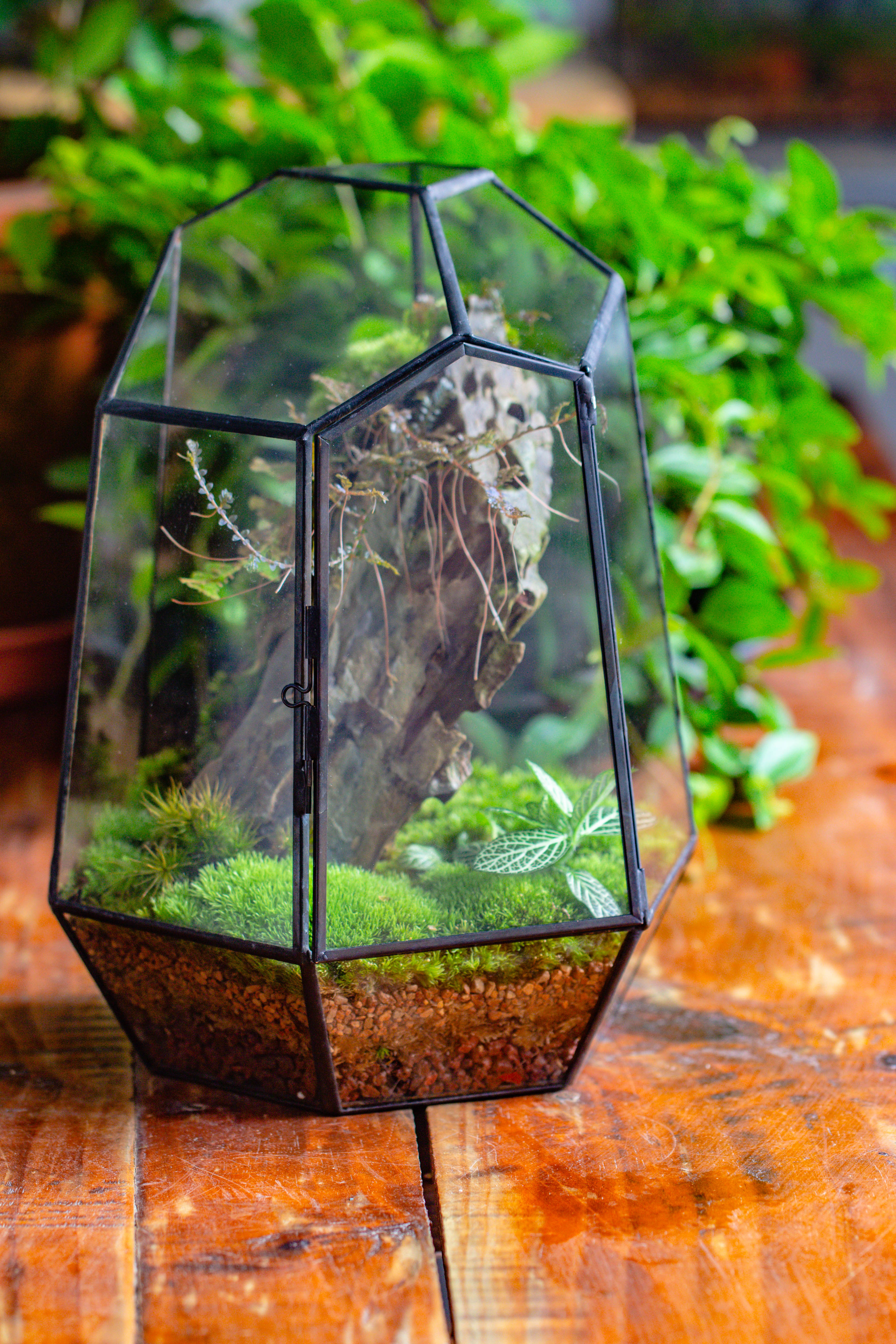 NCYP Large Close Geometric Glass Terrarium with Door, Tin Sealed Irregular Tall Planter for moss Flower Pot - NCYPgarden