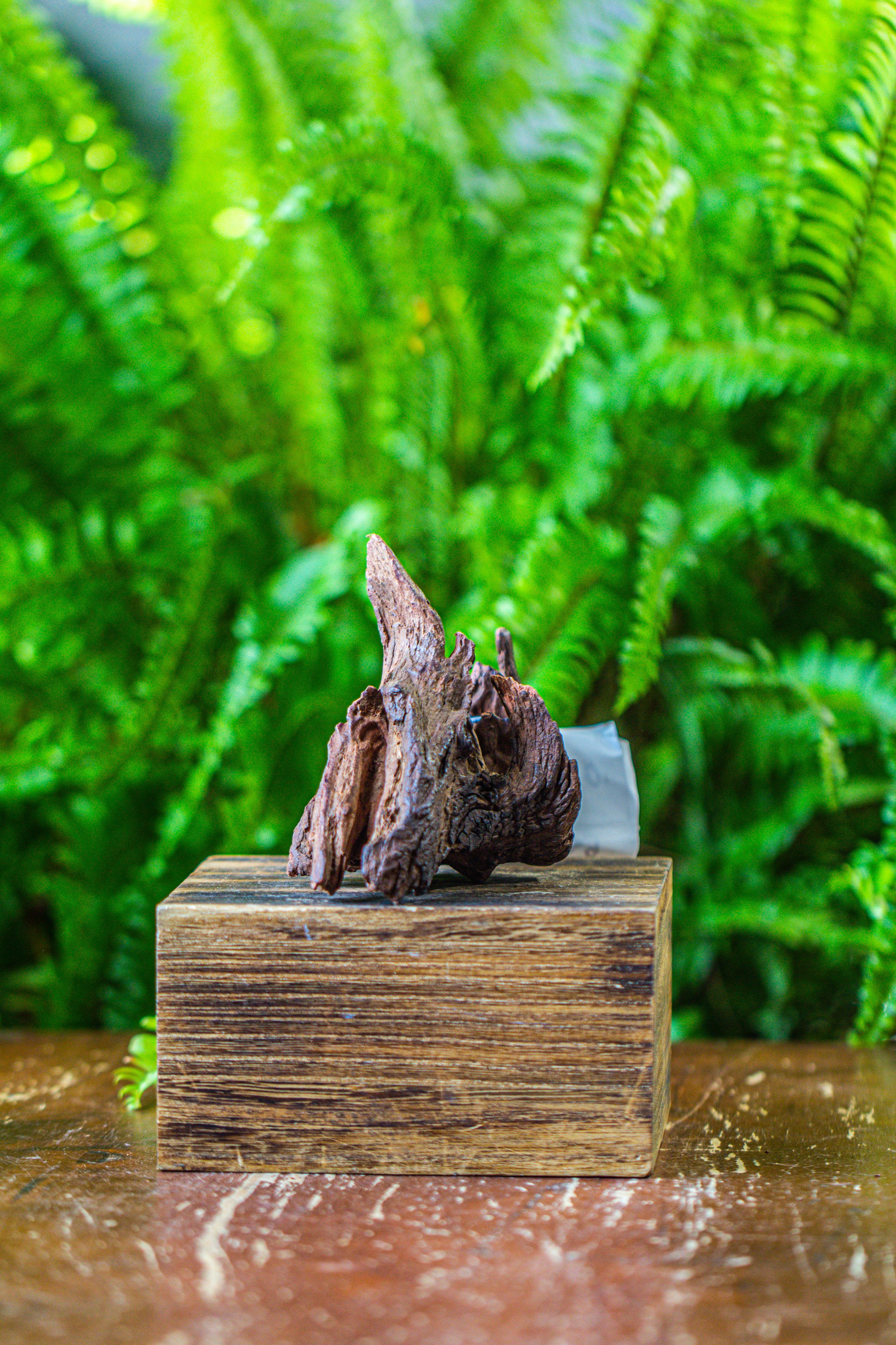 driftwood for moss terrarium, miniature, micro landscape, 7030 - NCYPgarden