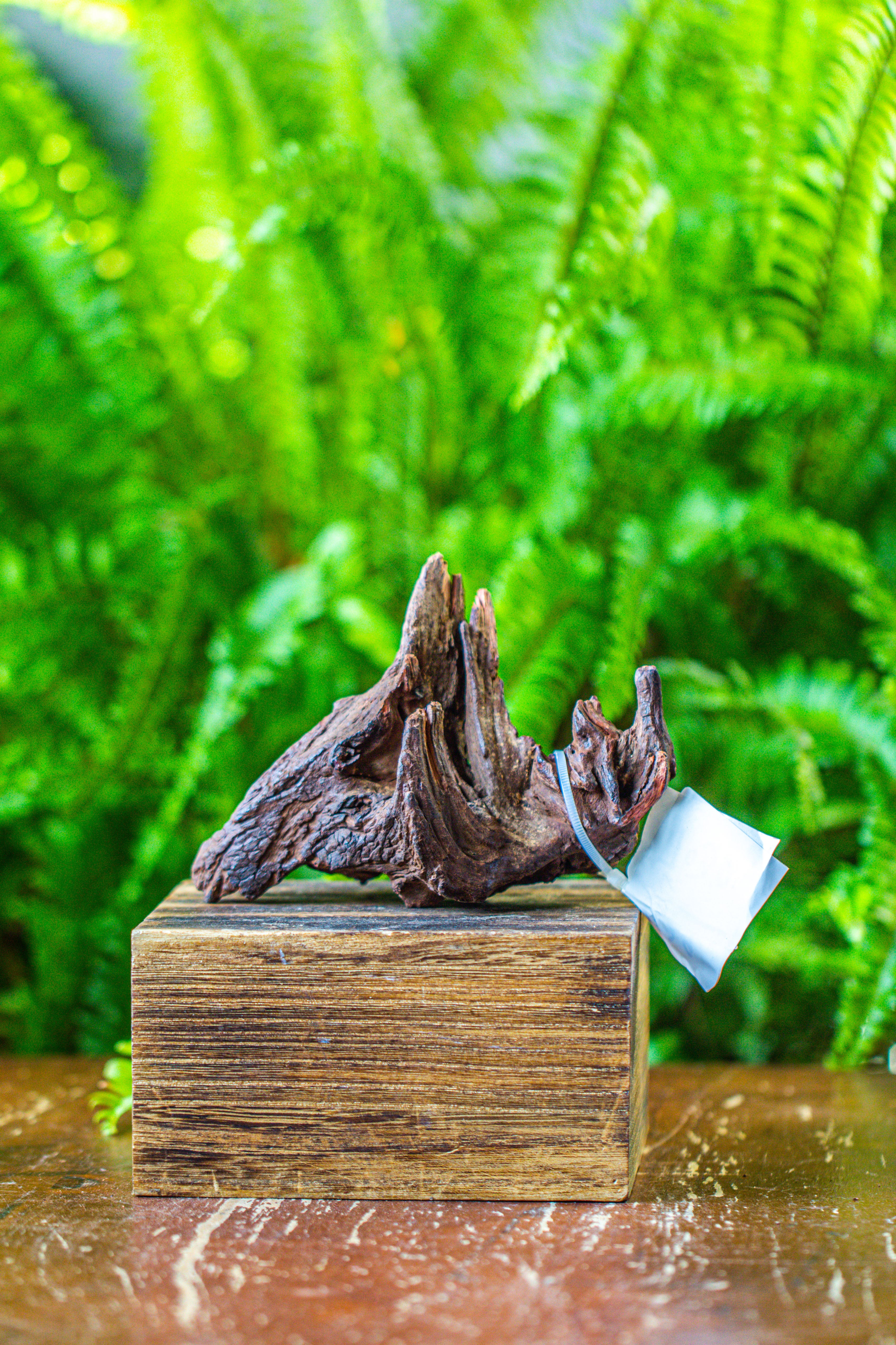 driftwood for moss terrarium, miniature, micro landscape, 7030 - NCYPgarden