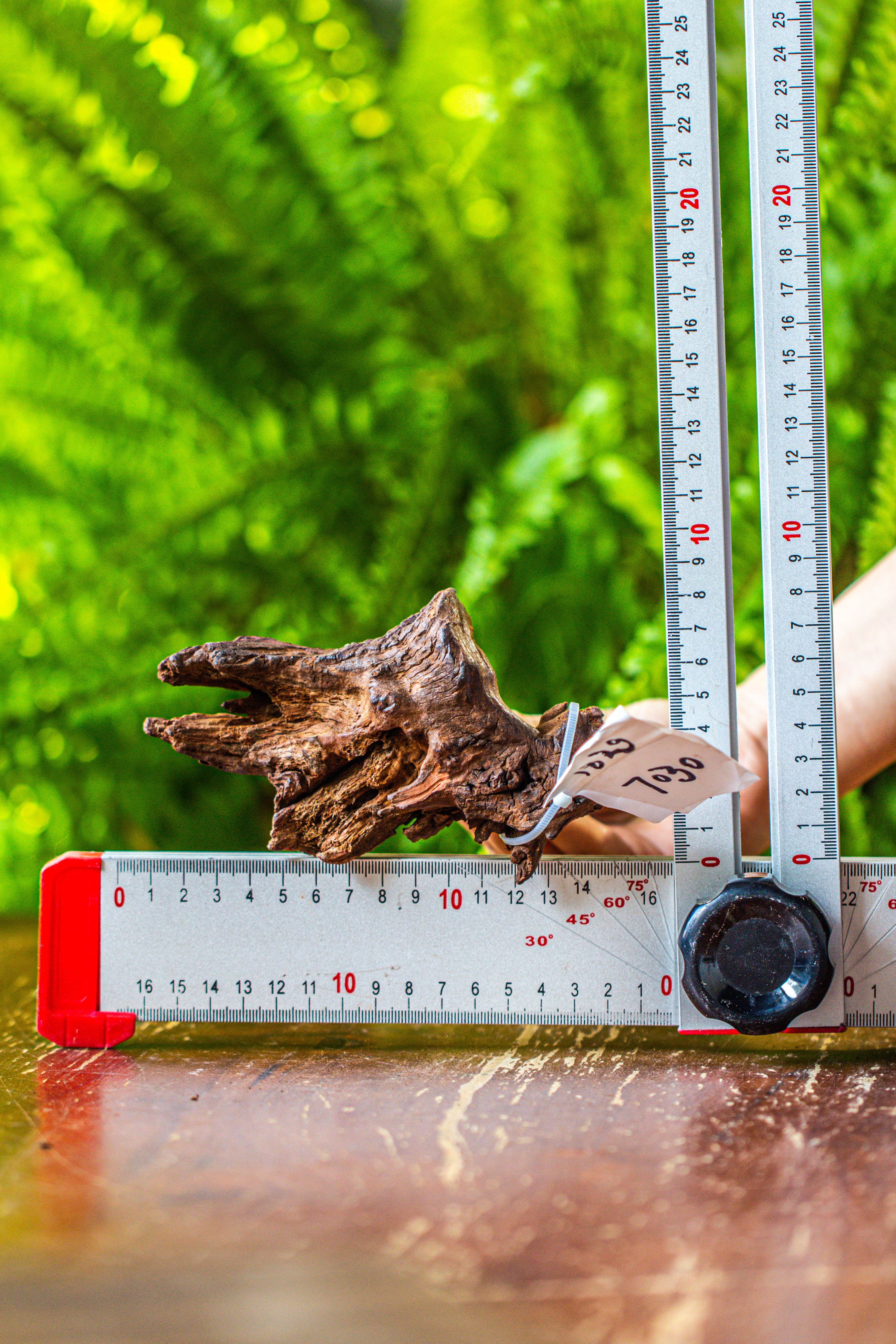 driftwood for moss terrarium, miniature, micro landscape, 7030 - NCYPgarden