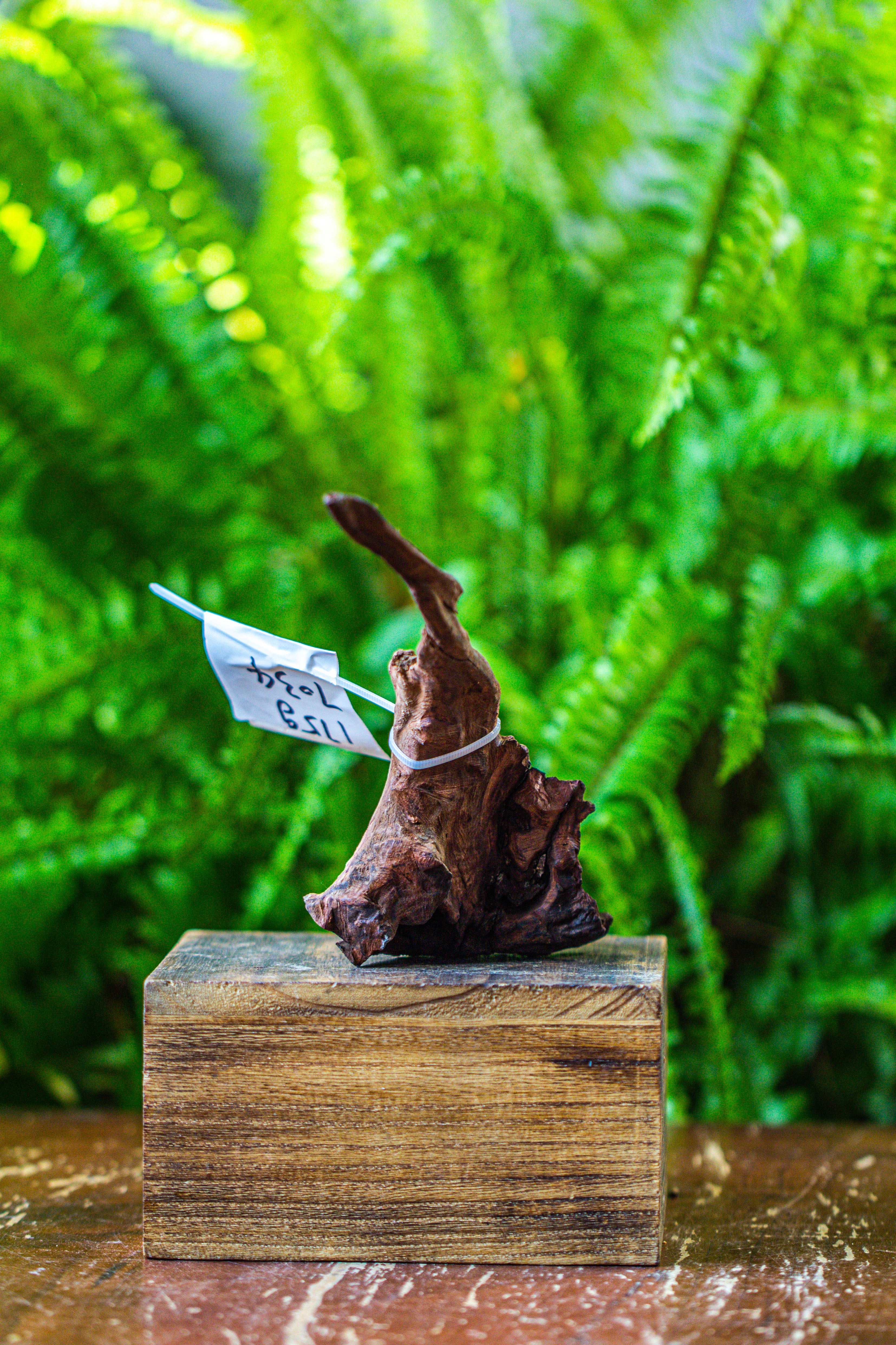 driftwood for moss terrarium, miniature, micro landscape, 7034 - NCYPgarden